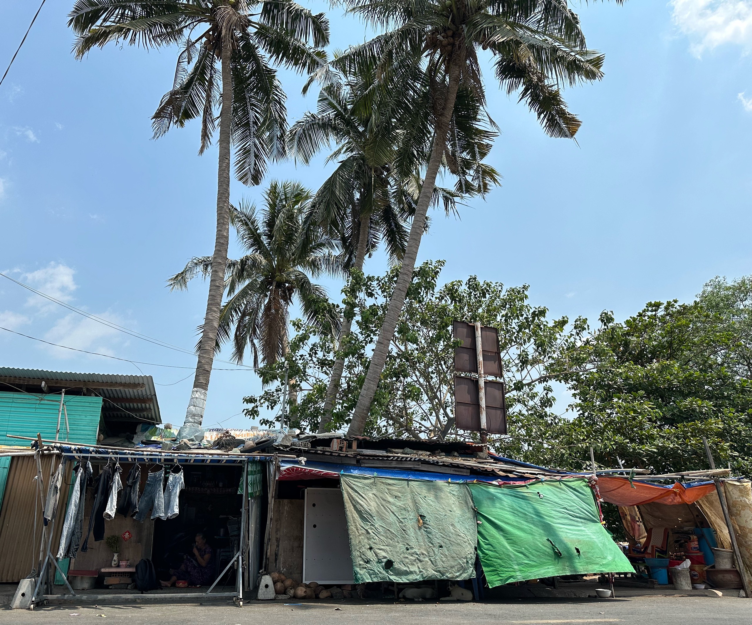 'Độc lạ' xóm nghèo ven kênh TP.HCM chống nắng: Nhờ cây dừa mọc... giữa nhà
