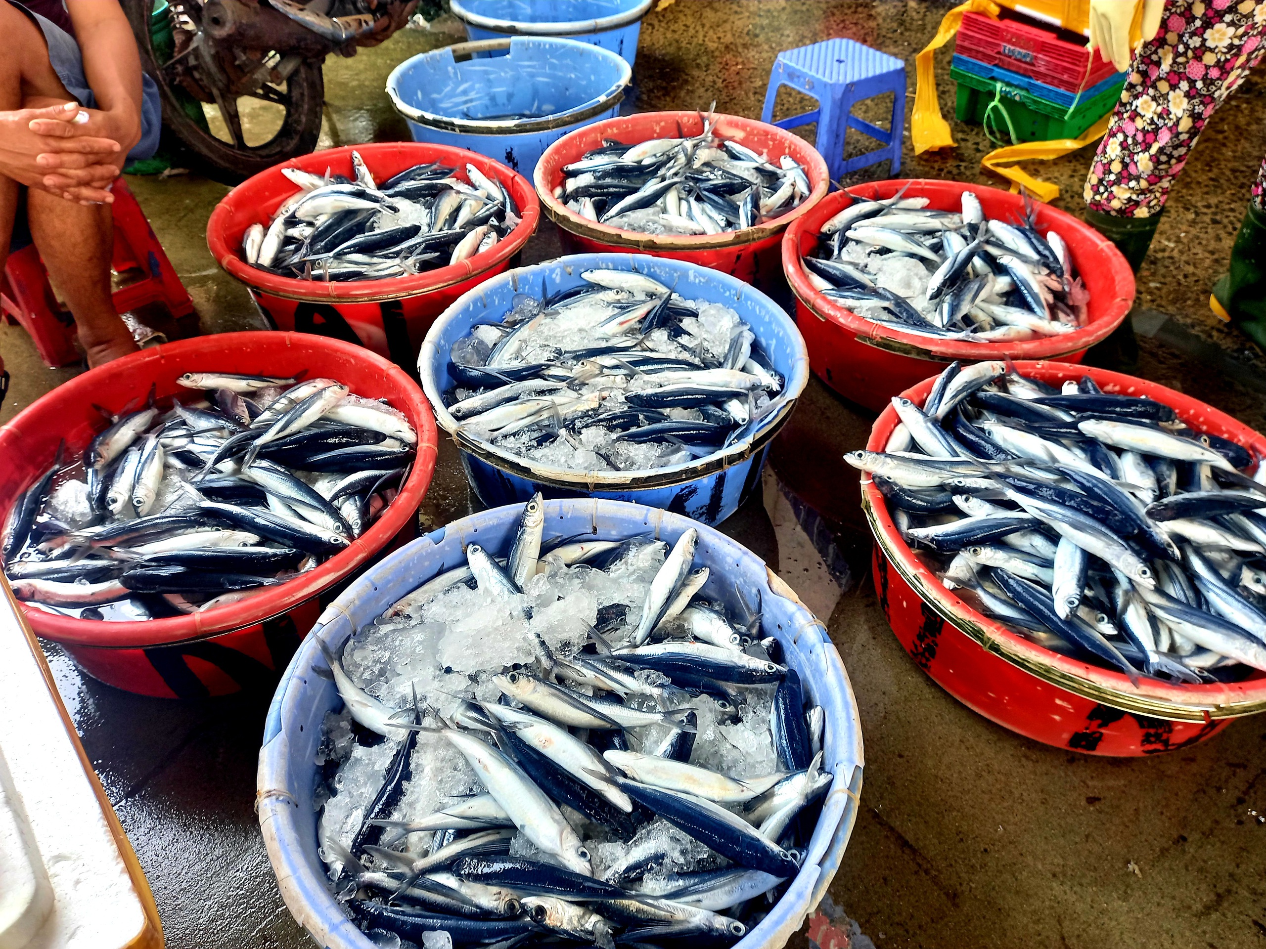 Sản lượng cá chuồn tăng kỷ lục, giá cả lại bình ổn khiến người dân hứng khởi