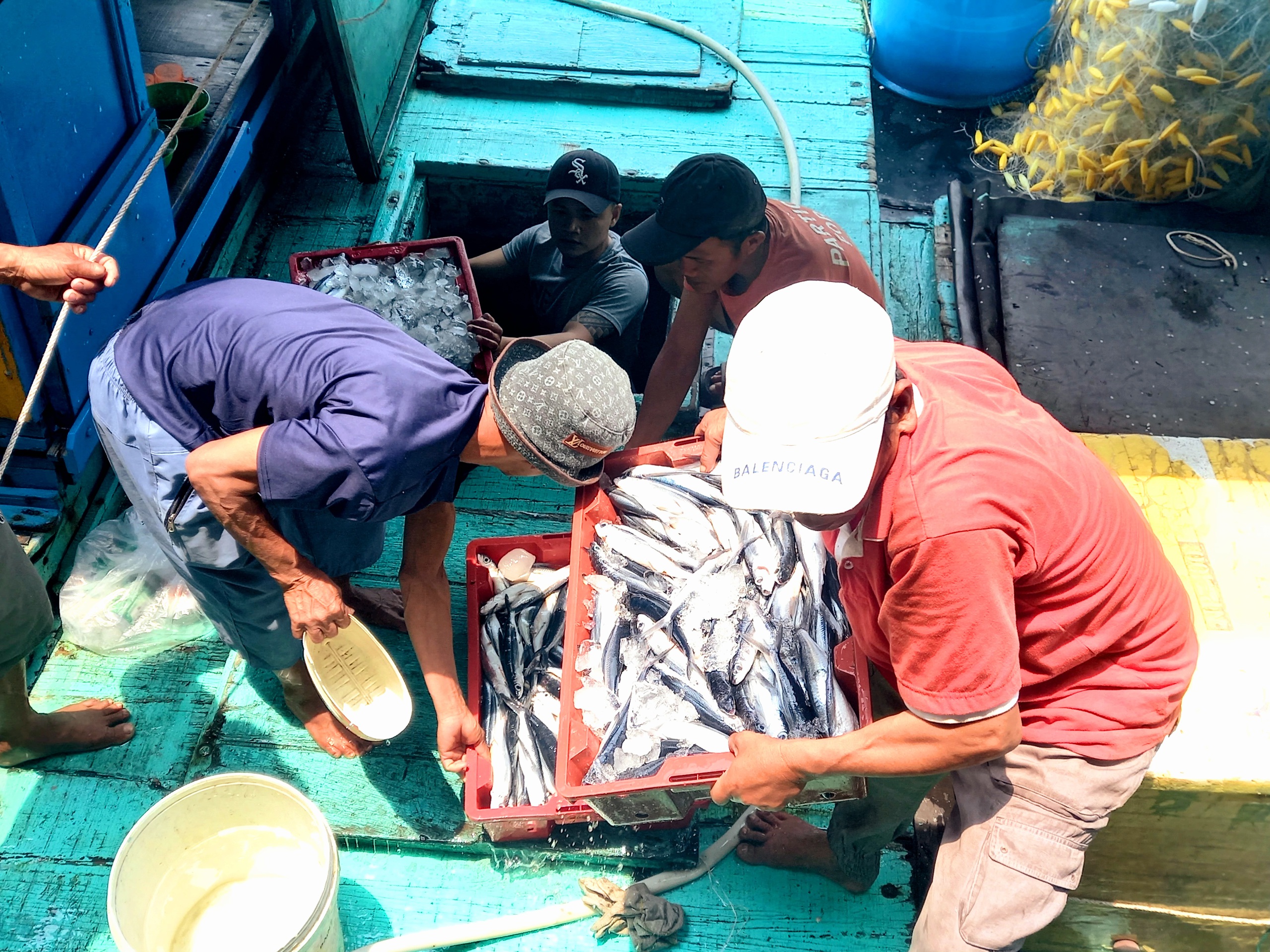 Sau cá bò, đến lượt cá chuồn là nguồn hải sản mang lại thu nhập cho bà con ngư dân vùng cảng cá Thọ Quang