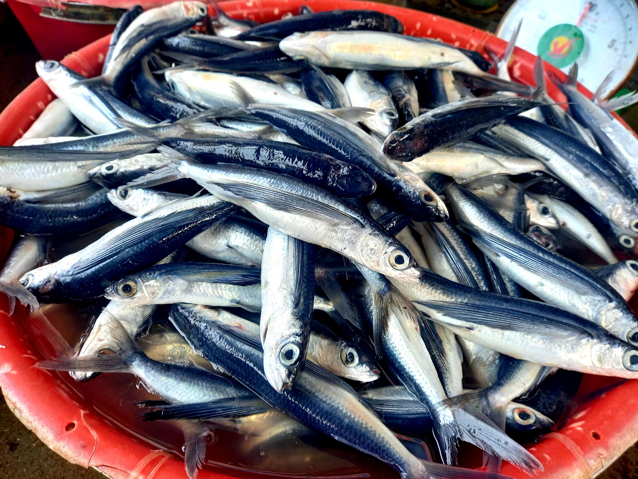 Cá chuồn cơm tươi xanh, giá bán từ 30.000 – 40.000/kg, thịt ngon, ngọt nên được nhiều người ưa chuộng