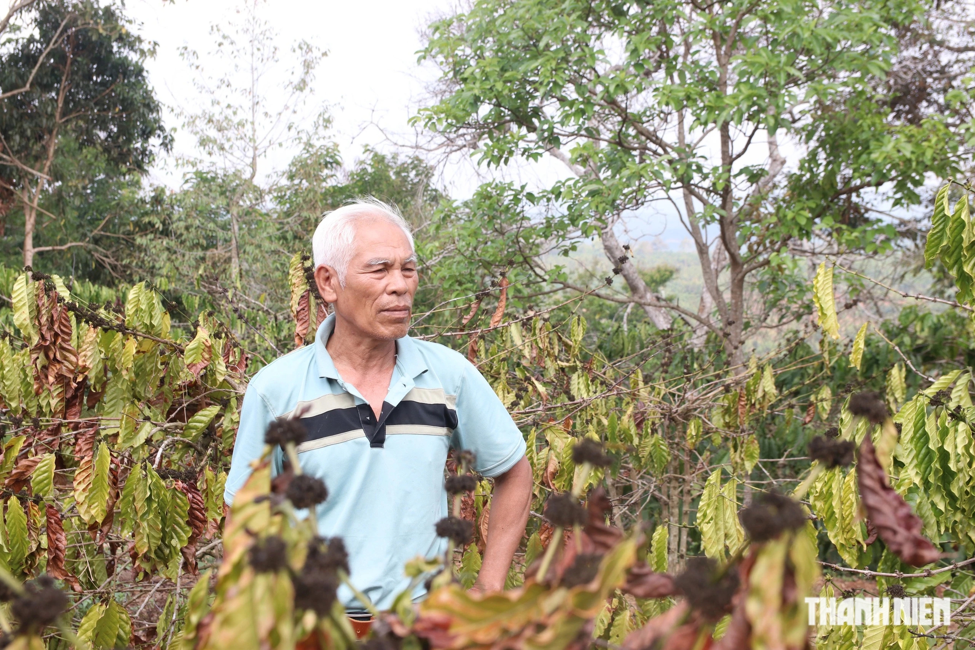 Ông Nguyễn Khắc Chinh (58 tuổi, ngụ xã Đắk Lao, H.Đắk Mil, Đắk Nông) buồn bã vì vườn cà phê vàng úa do thiếu nước tưới