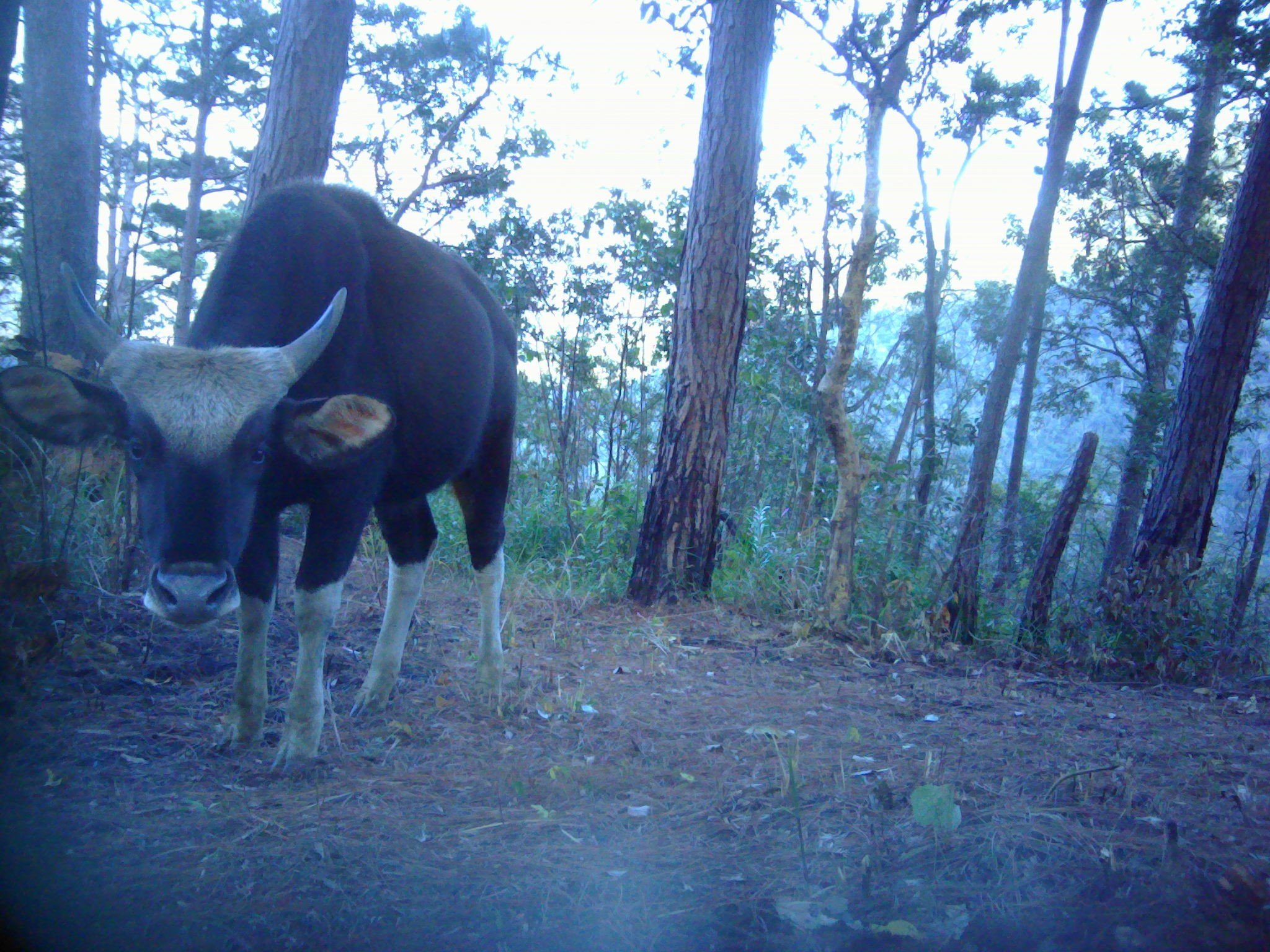 Phát hiện đàn bò tót ở Vườn quốc gia Phước Bình- Ảnh 1.