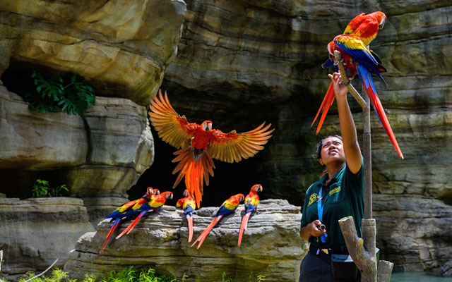 Những vườn thú được nhiều du khách đến trải nghiệm tại Singapore- Ảnh 4.