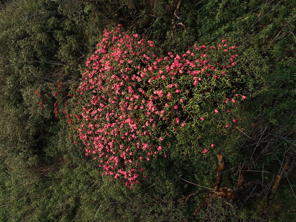 Loài hoa này gần như nở quanh năm nhưng mùa đỗ quyên nở rộ đẹp nhất là vào dịp đầu hạ. Sắc vàng, hồng, đỏ điểm xuyết giữa màu xanh của núi rừng Tây Bắc tựa như đang dệt gấm thêu hoa lên núi rừng hùng vĩ, tạo nên bức tranh thiên nhiên tuyệt sắc