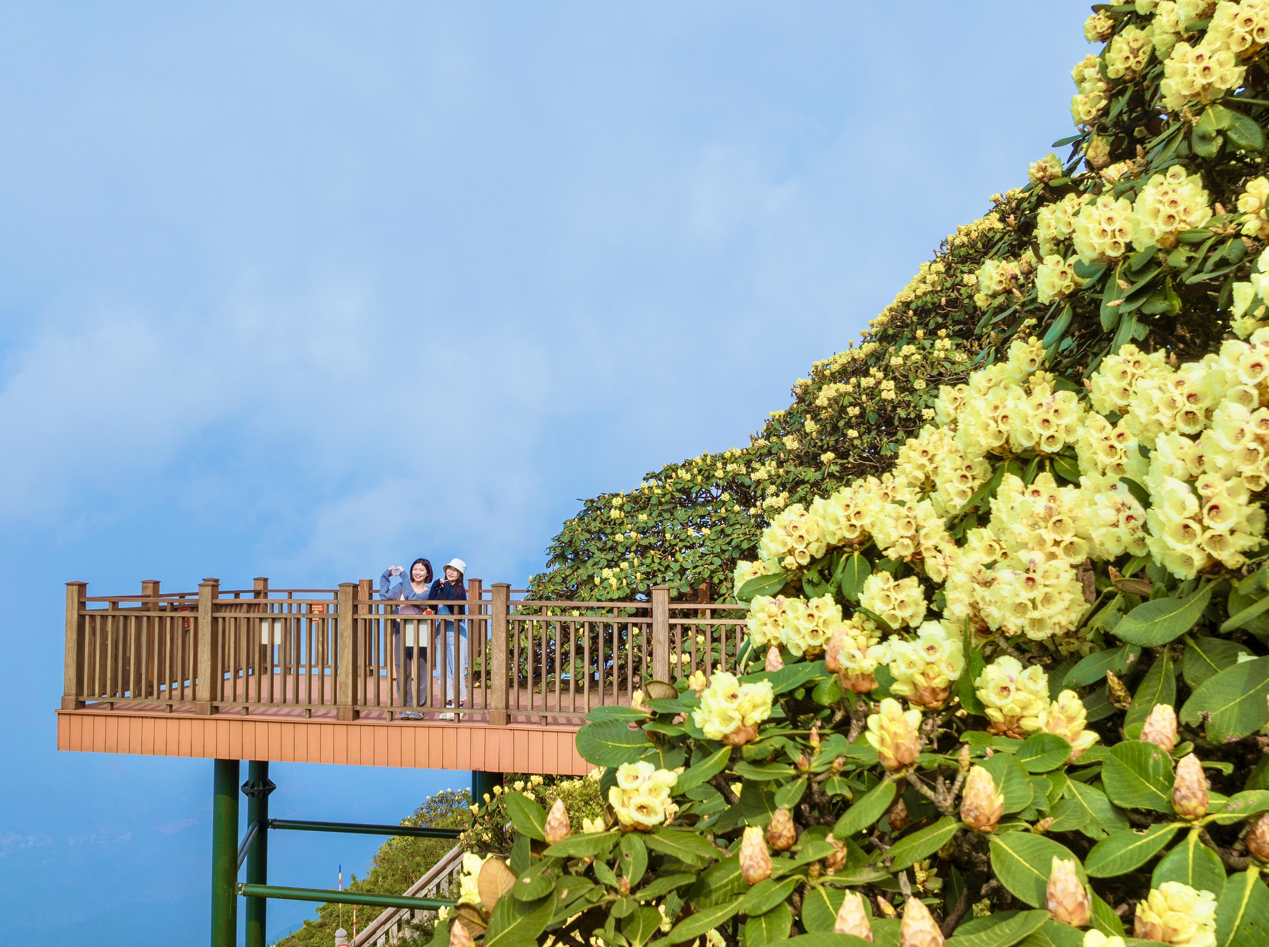 Một trong những điểm ngắm hoa đỗ quyên lý tưởng bậc nhất Tây Bắc là con đường dạo ngắm hoa đỗ quyên trên đỉnh Fansipan, nằm ở độ cao 3.000m so với mực nước biển. Đây là đường dạo ngắm hoa đỗ quyên đầu tiên tại Việt Nam, nằm tại Kim Sơn Bảo Thắng Tự thuộc quần thể kiến trúc văn hóa tâm linh trên đỉnh thiêng Fansipan, khánh thành từ tháng 5.2023
