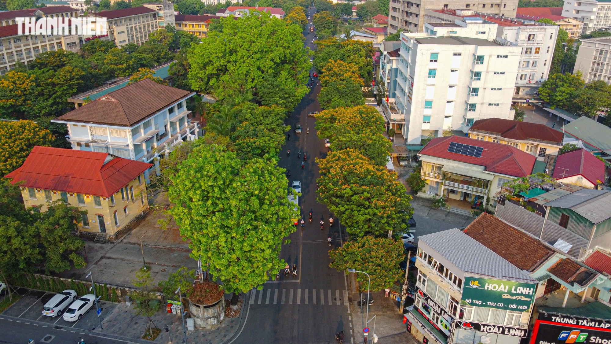 Hoa điệp vàng được trồng để tạo bóng mát các con phố, trong đó nhiều nhất trên đường Nguyễn Huệ