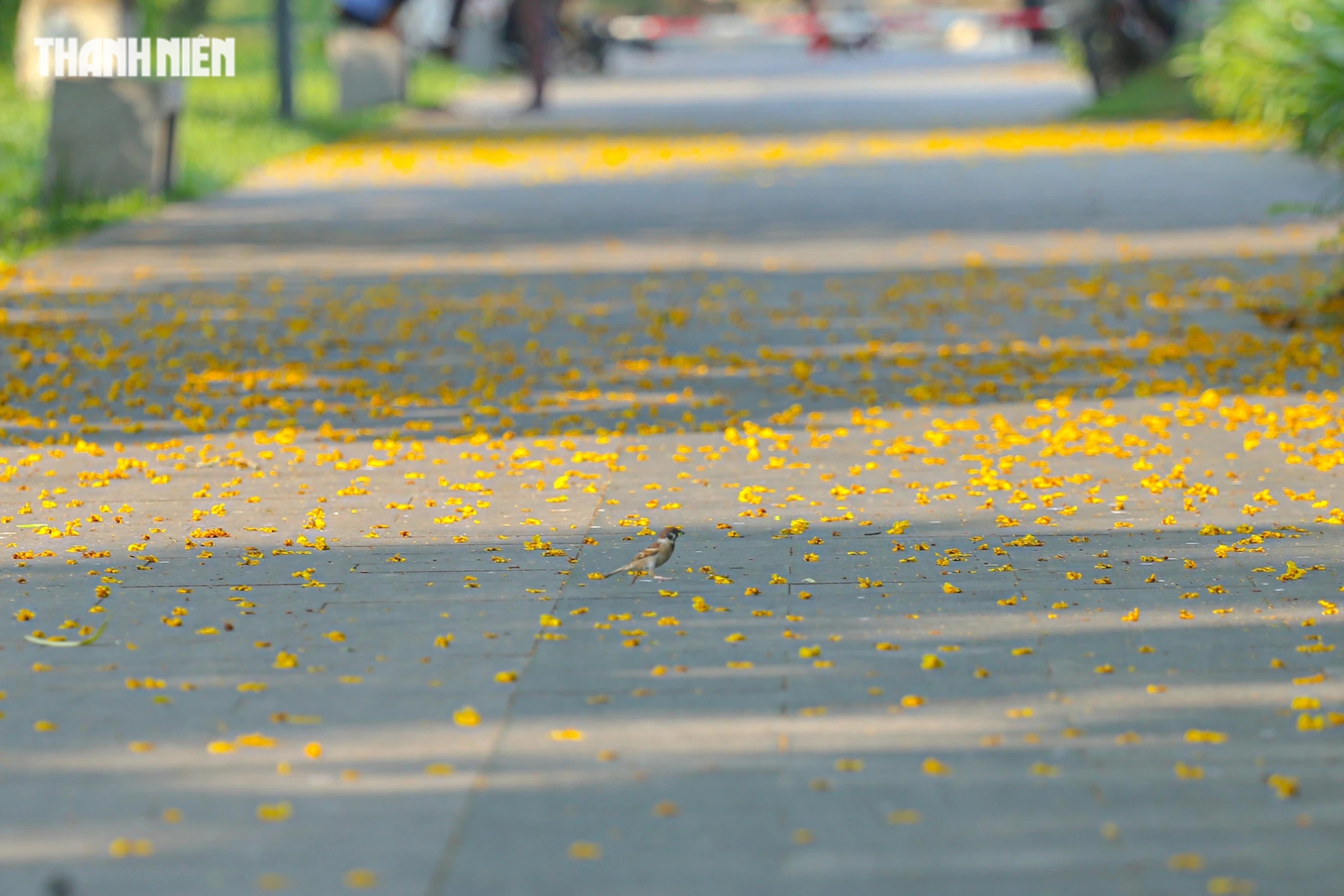 Sau cơn gió, hàng ngàn cánh hoa điệp rơi rụng, tạo thành một dải lụa sặc sỡ, trải dài các con đường trong công viên xứ Huế