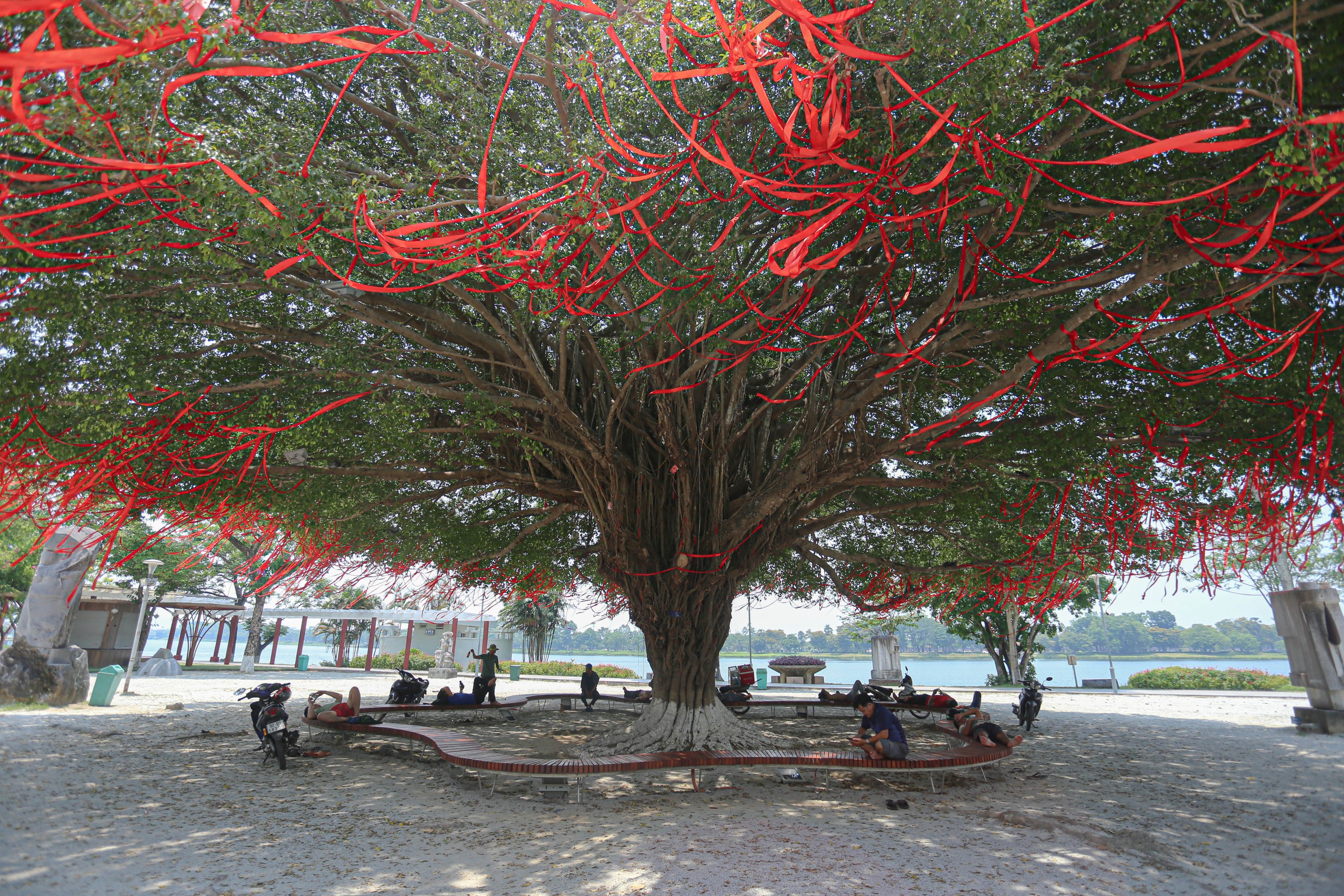Nhiều người lao động tìm đến cây sanh cổ thụ trong công viên Lý Tự Trọng để nghĩ trưa