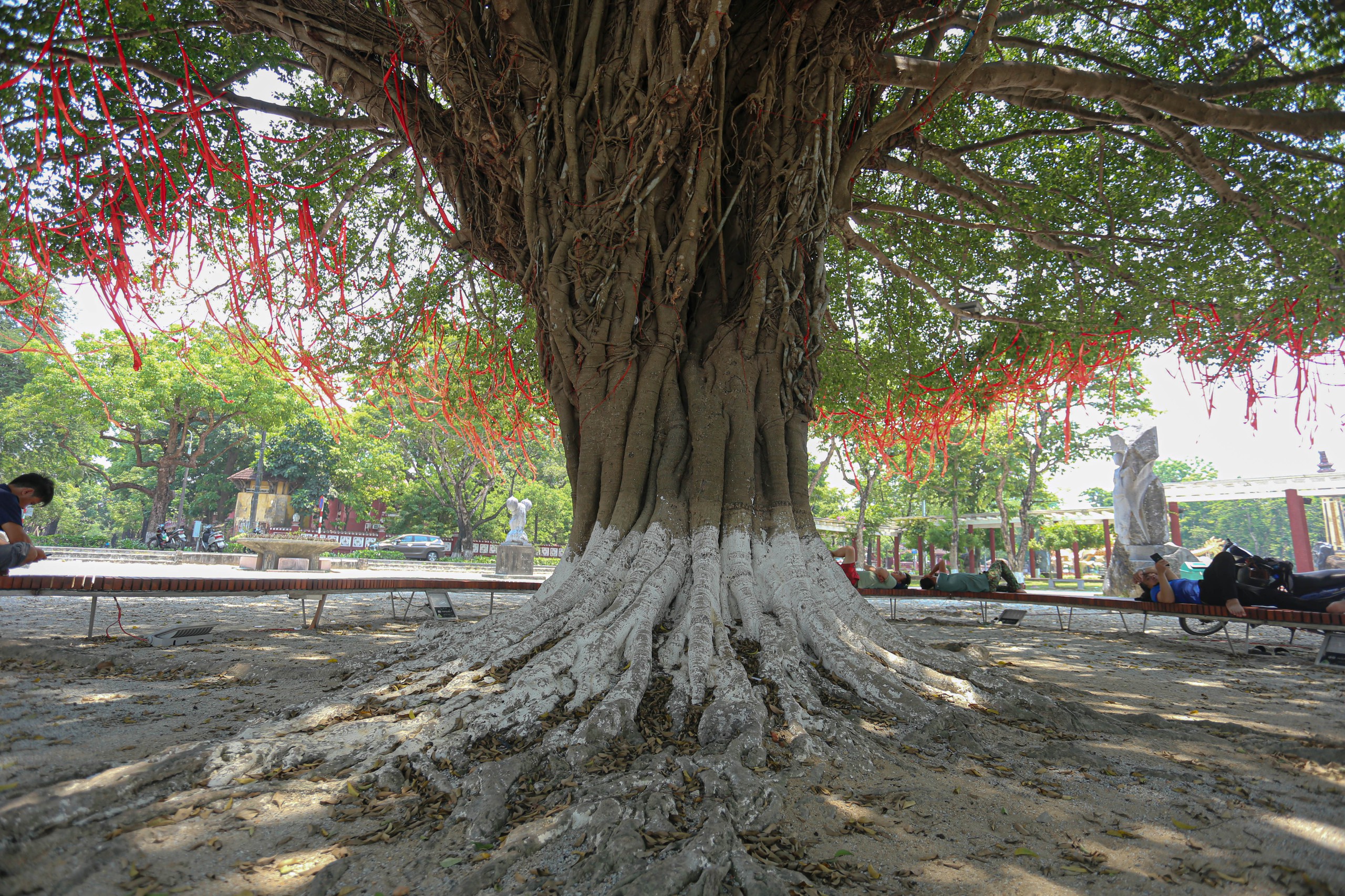 Có tuổi đời hơn 70 năm nên thân cây sanh này đường kính khá to, gần 2 m