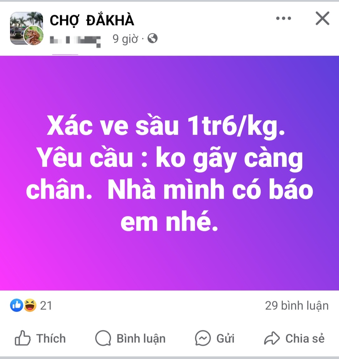 Lùng sục thu mua xác ve sầu với giá cao- Ảnh 1.