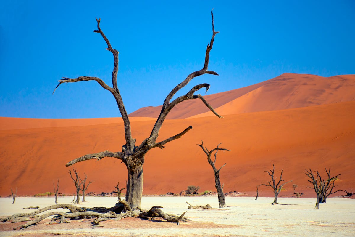Deadvlei ở Namibia trông giống như một bức tranh nhưng thực chất lại là khung cảnh cằn cỗi bên trong Công viên Quốc gia Namib-Naukluft. Deadvlei là một lòng chảo đất sét trắng ở Namibia. Khi mặt trời chiếu vào những đụn cát, những tàn tích khô héo của những cây gai lạc đà trông giống như chúng đang đứng trên một phông nền sơn màu