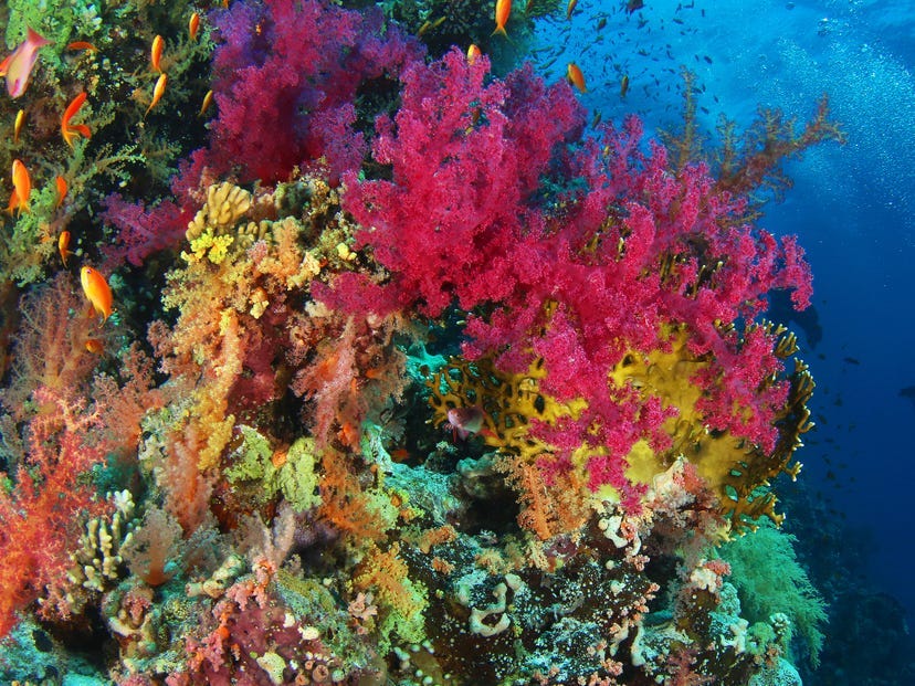 Rạn san hô Great Barrier ngoài khơi Úc tràn ngập sinh vật biển với màu sắc sống động. Rạn san hô rộng 133.000 dặm vuông là nơi sinh sống của hơn 1.500 loại cá, 400 loại san hô và 4.000 loài động vật thân mềm. Trong khi nhiệt độ ngày càng tăng đã dẫn đến tình trạng tẩy trắng san hô hàng loạt - khiến màu sắc tươi sáng của rạn san hô chuyển sang trắng - một số khu vực vẫn không bị ảnh hưởng. Hệ sinh thái này là Di sản thế giới của UNESCO