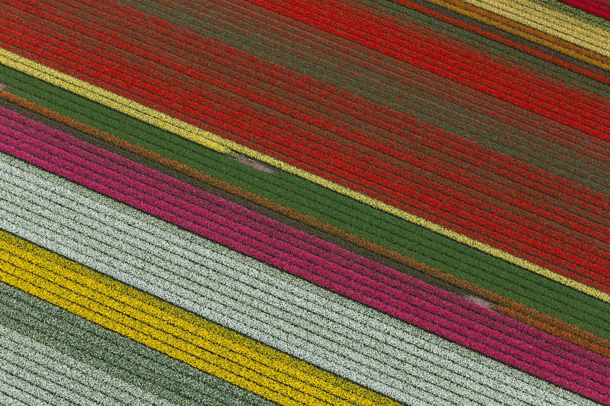 Những cánh đồng hoa ở Keukenhof là do con người tạo ra nhưng những hàng hoa nở đầy màu sắc không cần bất kỳ phần mềm chỉnh sửa nào để nổi bật. Mỗi mùa xuân, Công viên Keukenhof ở Hà Lan nở rộ hàng triệu bông hoa tulip, cũng như lục bình, hoa thủy tiên vàng và các loài hoa khác.