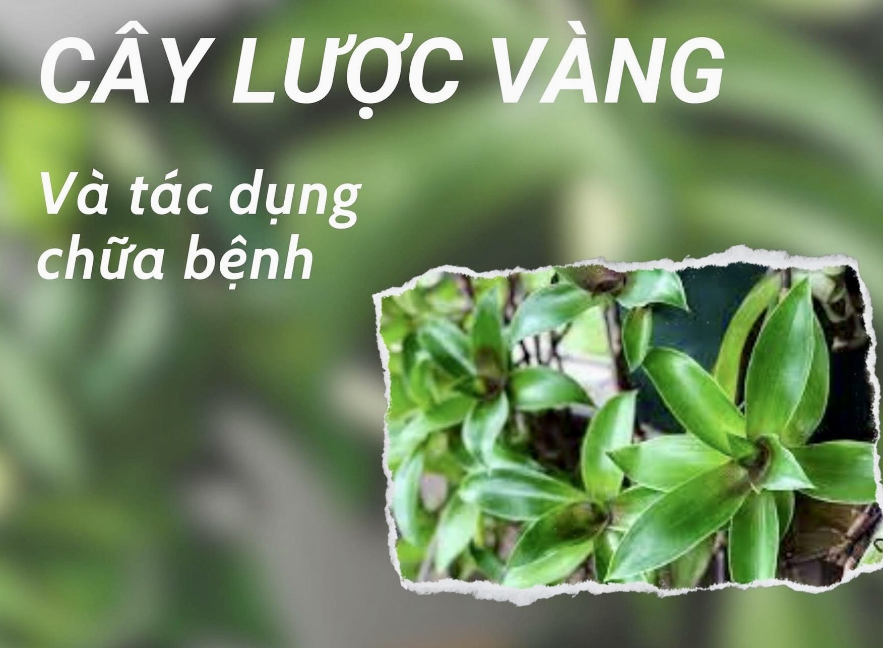 Cây lược vàng chữa ung thư - Giải pháp tự nhiên đầy tiềm năng