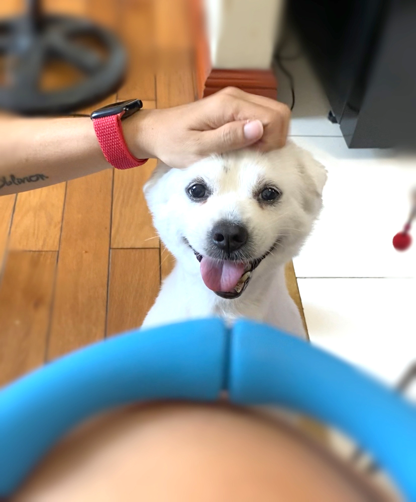 Đau bụng dai dẳng do nhiễm giun từ thú cưng- Ảnh 1. Thú cưng cần được tẩy giun định kỳ để đảm bảo sức khỏe cho chúng cũng như người nuôi