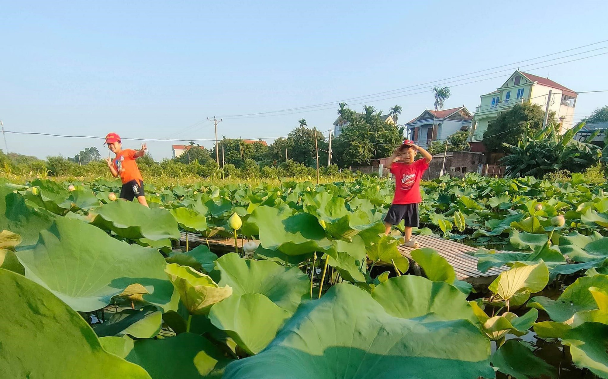 Nhờ biêt cách chăm sóc kỹ càng, vườn sen của chi Thảo rất ít sâu bệnh gây hại