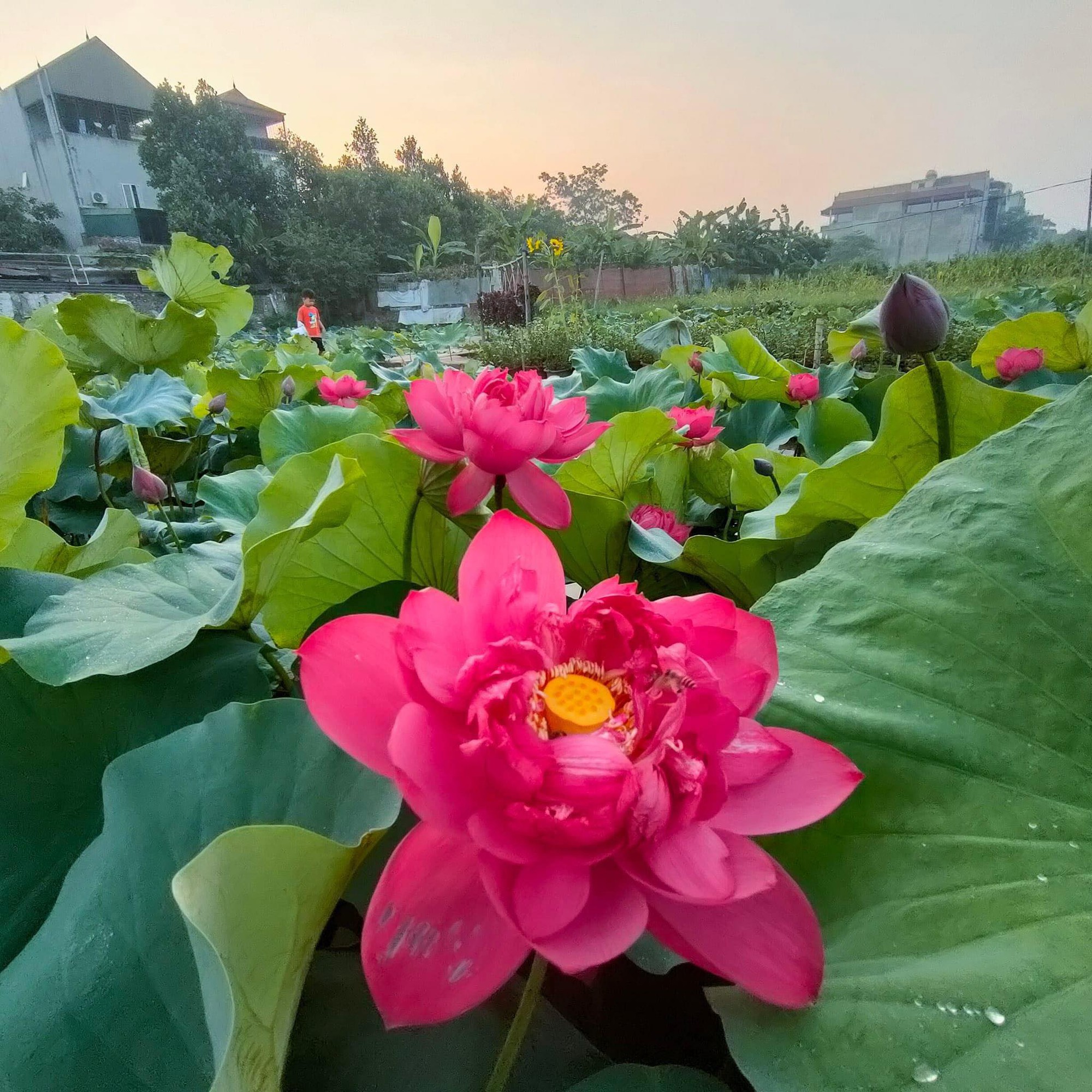 Sau một thời gian, chị Thảo nhập thêm giống hoa sen về trồng để đa dạng màu sắc, tạo sự nổi bật cho cảnh quan