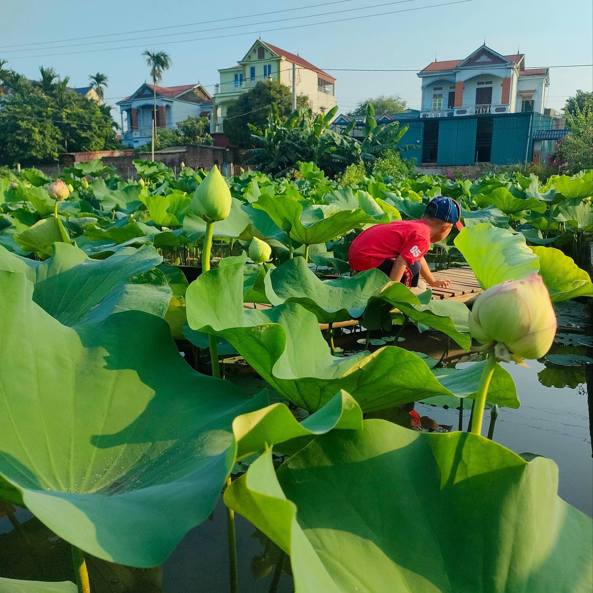 Vườn sen cũng la nơi để các bạn nhỏ đến vui chơi, khám phá thiên nhiên