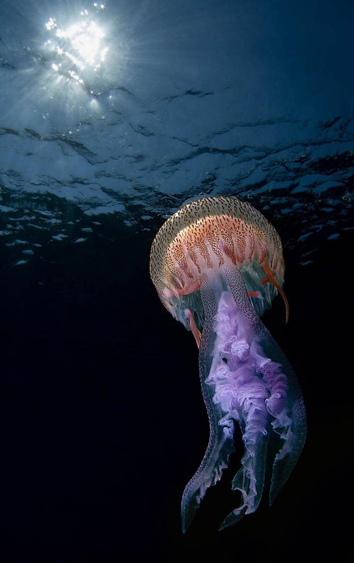 Ánh sáng trong ánh sáng, giải Đồng, hạng mục Dưới nước, chụp ở Noli, Ý. Hình ảnh con sứa bắt mắt này được chụp ở vị trí lộng lẫy của Capo Noli ở tỉnh Savona của Ý. Sứa Pelagia noctiluca còn được gọi là sứa nhẹ