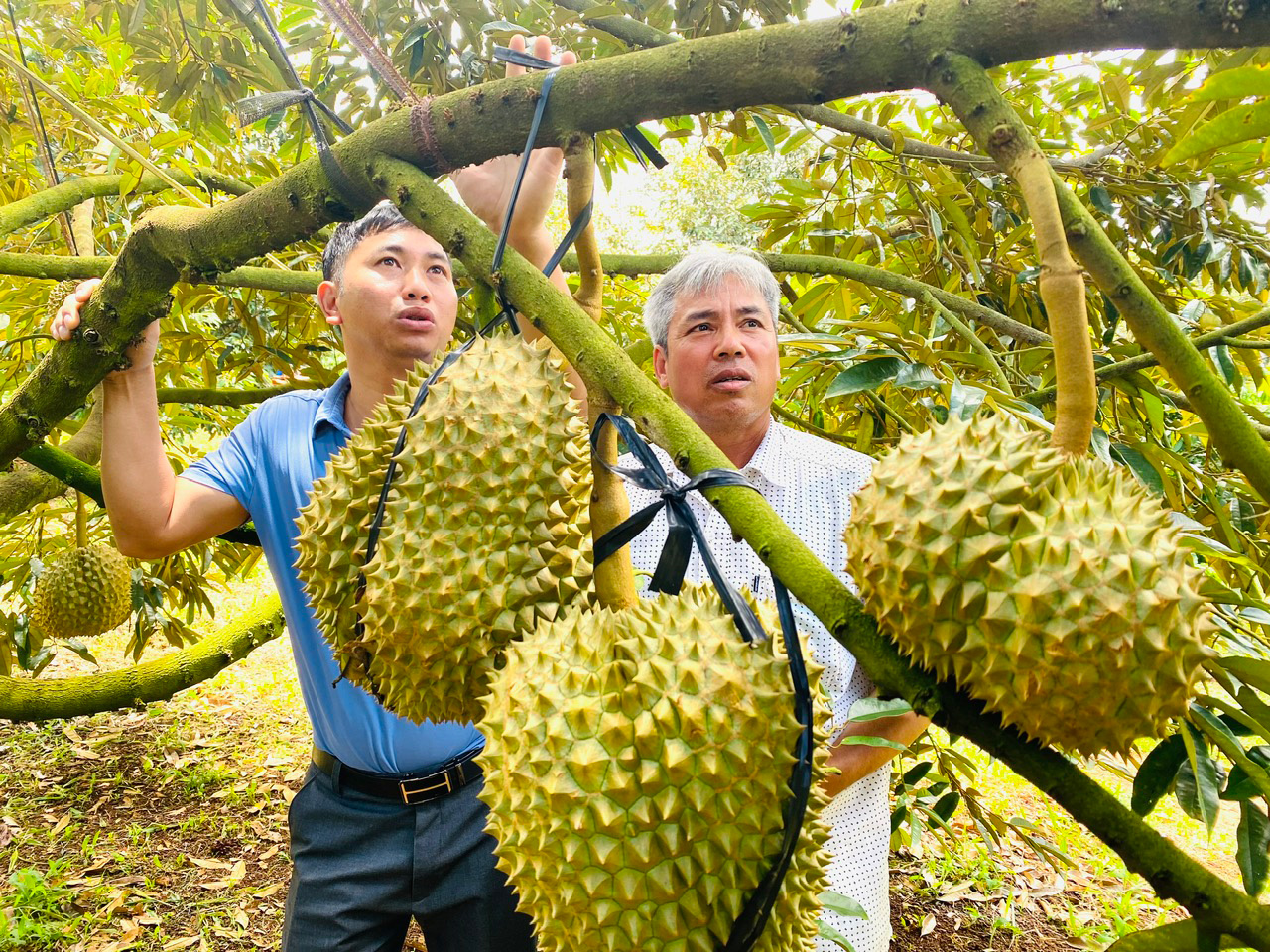 Sầu riêng Việt Nam bất ngờ "soán ngôi" Thái Lan- Ảnh 3.