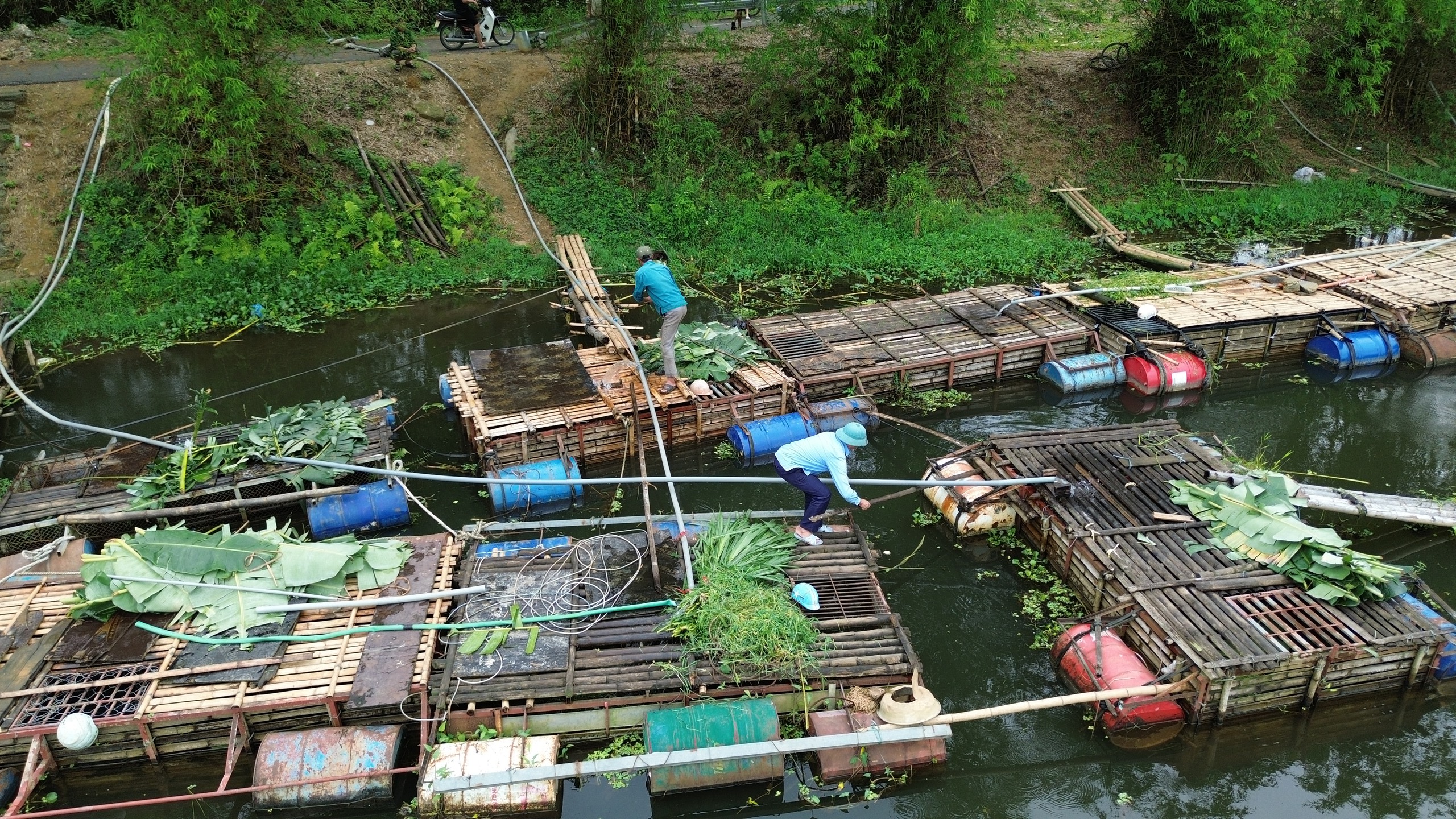 Khu vực lòng hồ thủy điện Bá Thước 2 hiện có gần 100 hộ gia đình nuôi cá lồng, tuy nhiên phần lớn cá nuôi ở đây đã bị chết. Chỉ còn số ít lồng cá người dân đang cố cứu vớt, nhưng cũng không ai biết số phận những con cá đó sẽ như thế nào khi tình trạng ô nhiễm vẫn đang diễn ra.