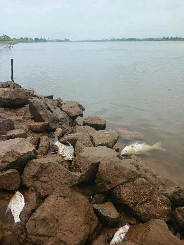 Chính quyền khuyến cáo người dân không ăn hoặc bán cá chết trên sông Đáy