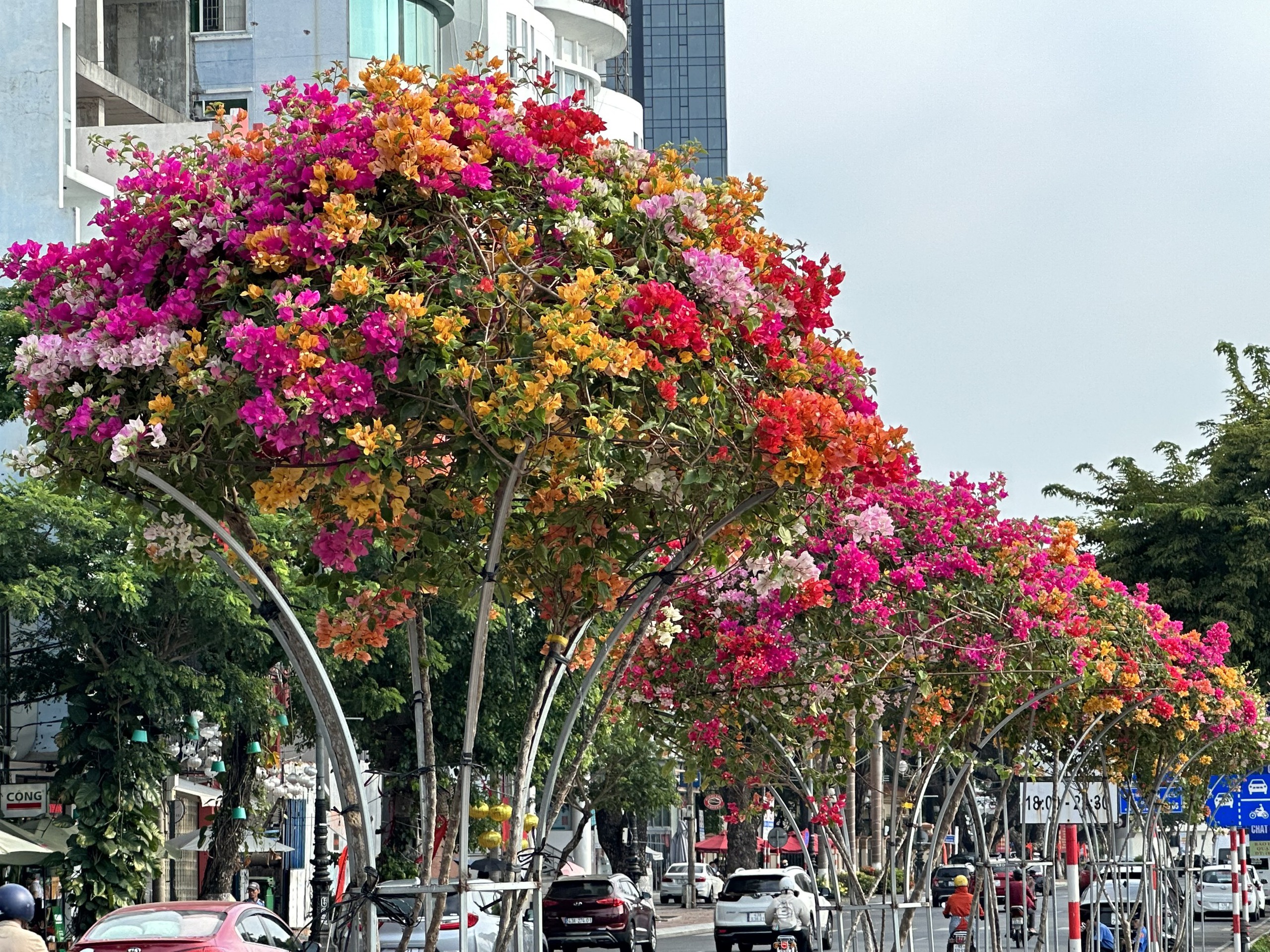 Các chậu hoa giấy tạo hình được đặt thành cụm tạo cảnh quan dọc sông Hàn, trang trí các cơ quan hành chính, khu vực du lịch