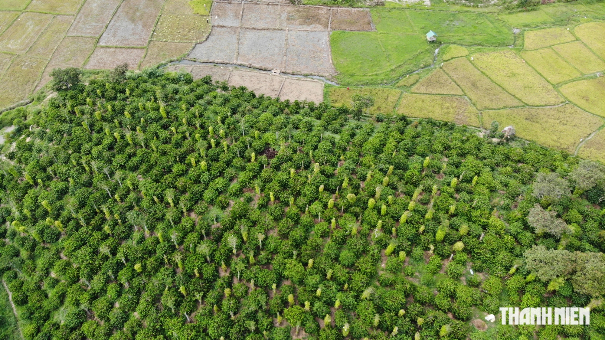 Vườn trồng cà phê, hồ tiêu trên địa bàn Đắk Nông như được hồi sinh khi mưa lớn xuất hiện liên tục trên địa bàn tỉnh này