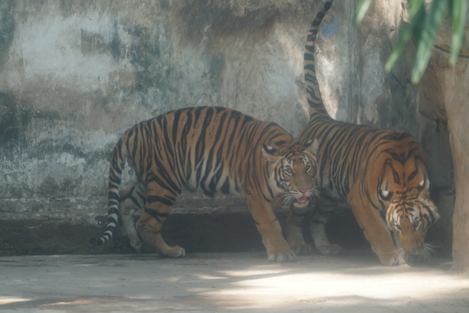 Gặp lại 2 hổ con Bình - Dương ở Thảo Cầm Viên Sài Gòn ngày ‘thôi nôi’- Ảnh 3.