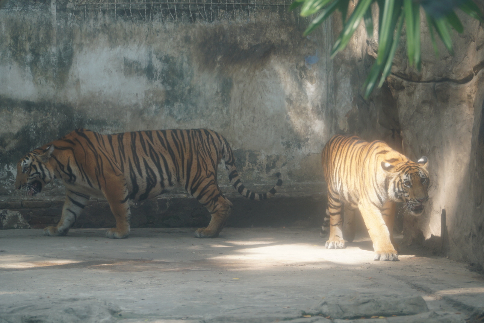 Gặp lại 2 hổ con Bình - Dương ở Thảo Cầm Viên Sài Gòn ngày ‘thôi nôi’- Ảnh 4.