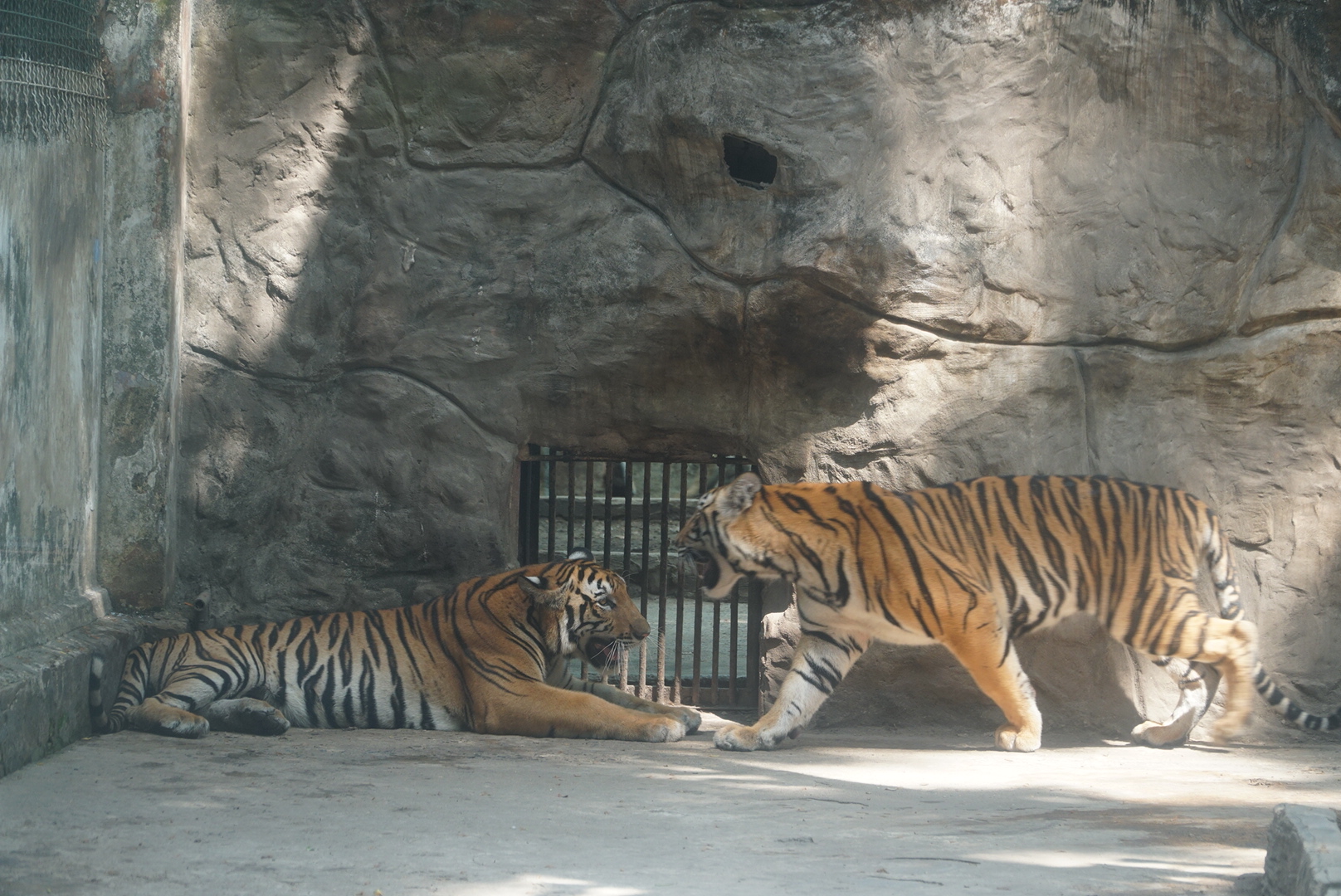 Gặp lại 2 hổ con Bình - Dương ở Thảo Cầm Viên Sài Gòn ngày ‘thôi nôi’- Ảnh 5.