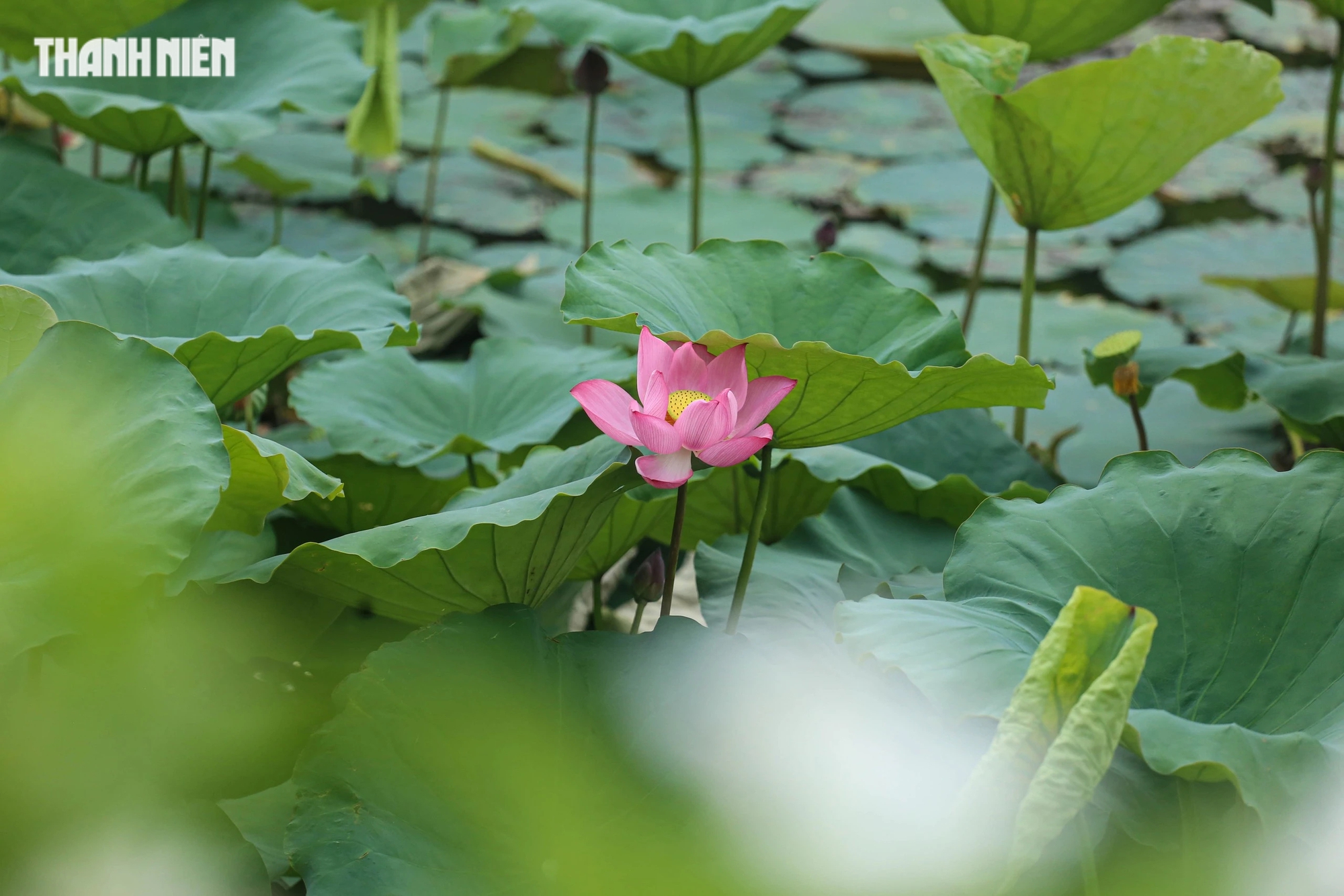 Tháng 5, hoa sen bắt đầu bung nở. Hoa sen gắn bó với con người xứ Huế từ bao đời, được trồng nhiều trong các ao hồ, kênh rạch trong thành nội hay vùng ngoại ô