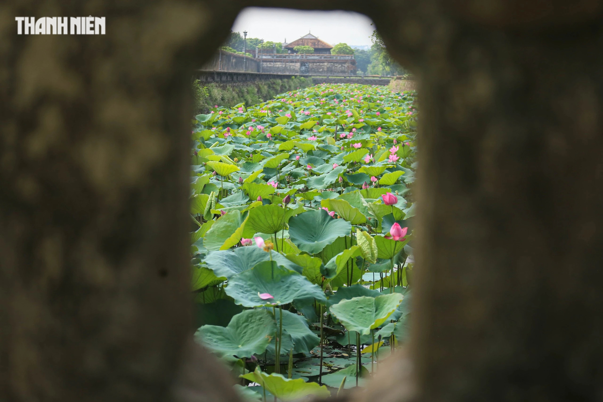 Hoa sen nhuộm màu, thay áo mới trên mặt hồ bao quanh kinh thành Huế