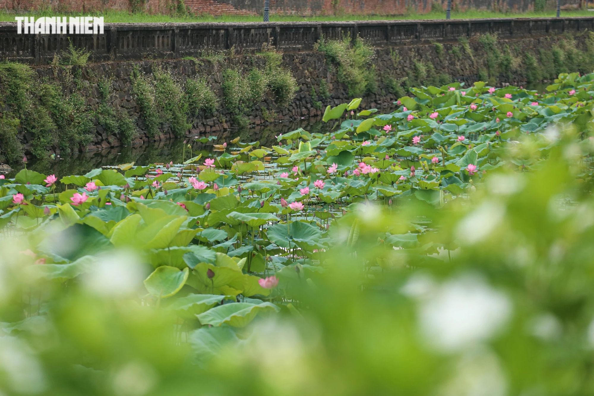 Dưới cái nắng mùa hạ, từng búp sen tô điểm thêm cho các hồ trong Đại nội Huế.