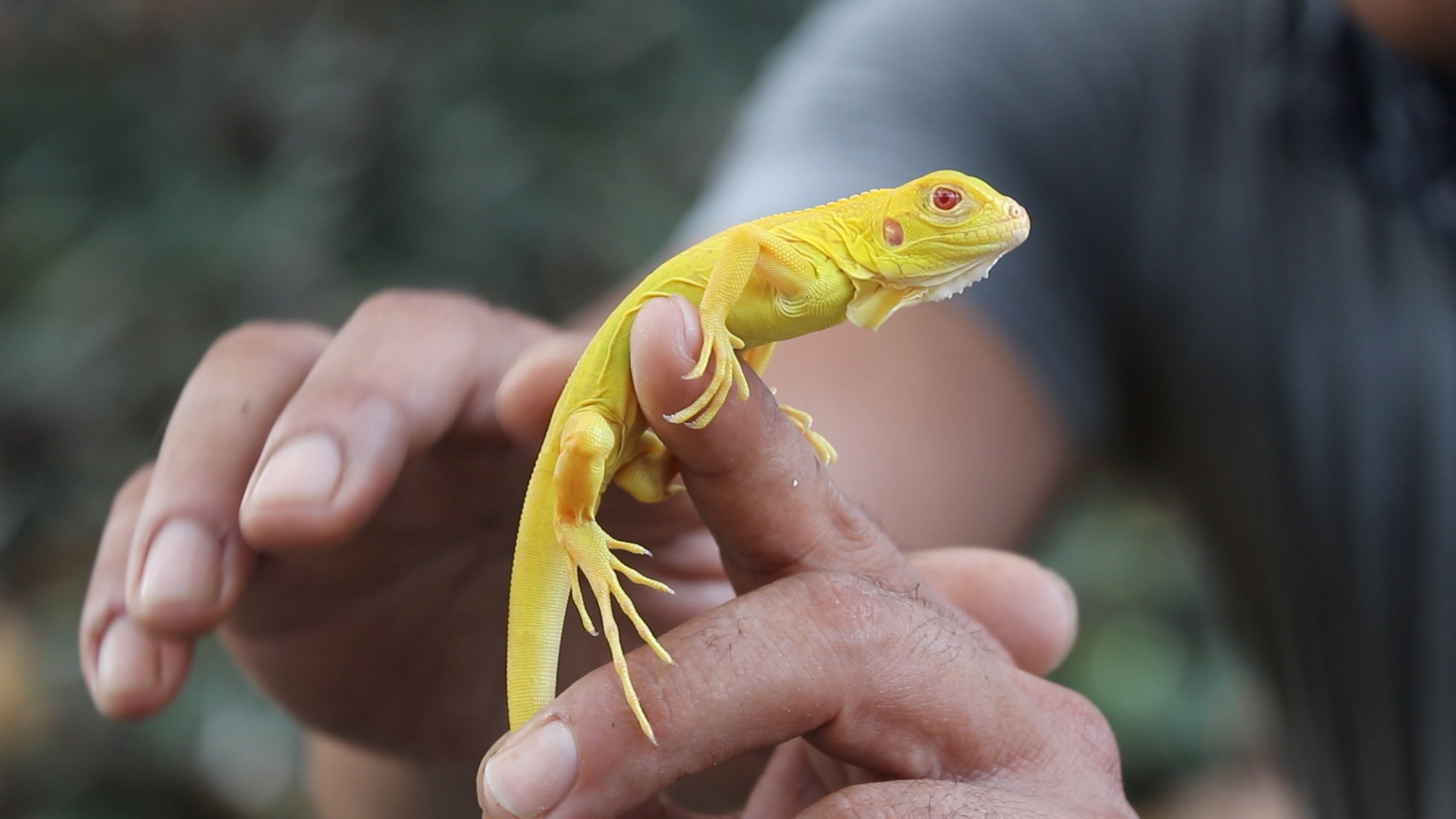 Rủi ro pháp lý khi nuôi rồng Nam Mỹ Iguana - Kỳ 1: Ranh giới đam mê và pháp luật - Ảnh 2.