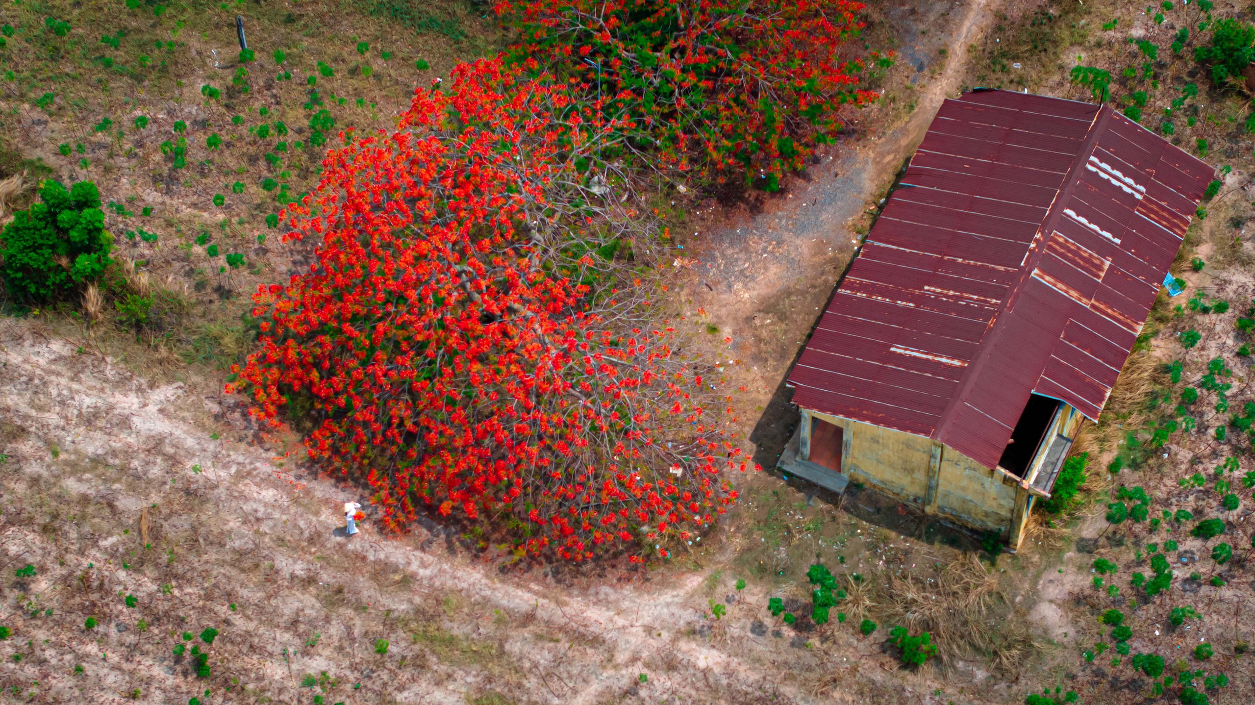 Phượng vĩ có ở khắp nơi trên đất nước Việt Nam, được trồng thành hàng hai bên những con đường ở miền Tây, trong trường học hay thành phố hoa phượng đỏ Hải Phòng. Loài hoa quen thuộc này chưa bao giờ hết đẹp, bởi được gắn với những hoài niệm của thời rực rỡ nhất - tuổi học trò