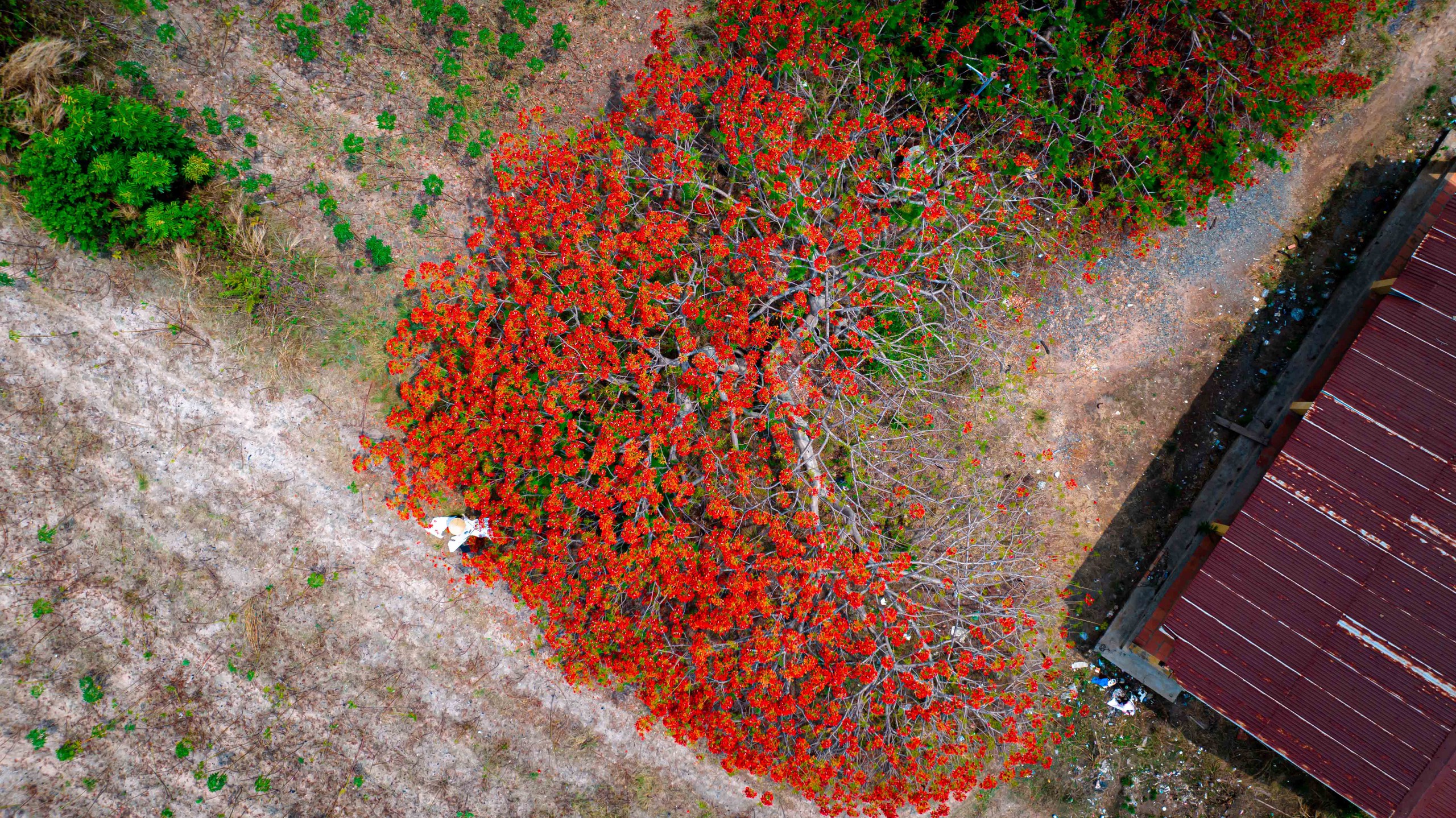 Trong xác xơ của khu vườn mùa nắng hạn, mái tôn cũ kỹ, hoa phượng nở đỏ rực càng khiến cho không gian đầy thương nhớ
