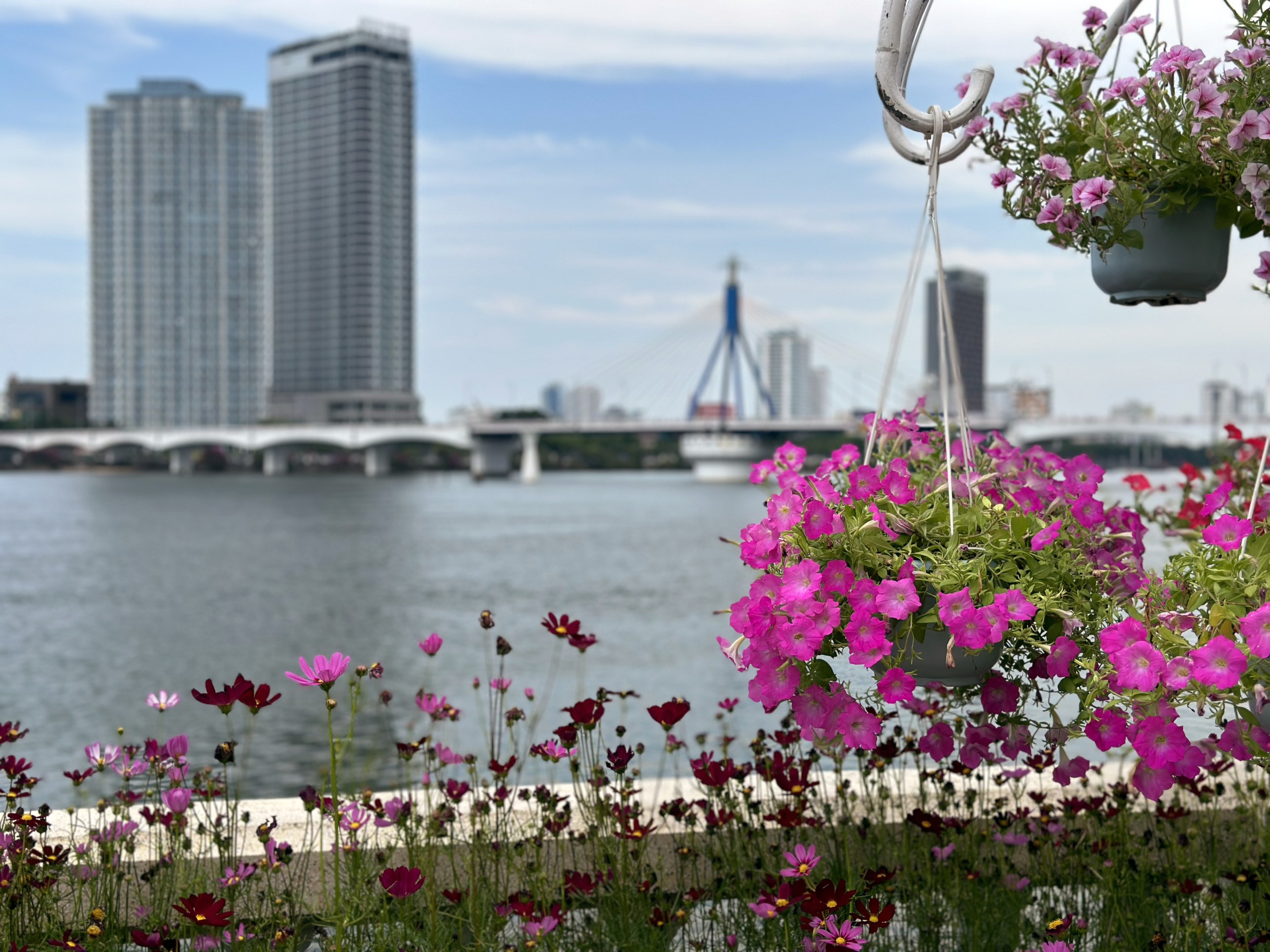 Khu vực sông Hàn thêm đẹp với các loài hoa