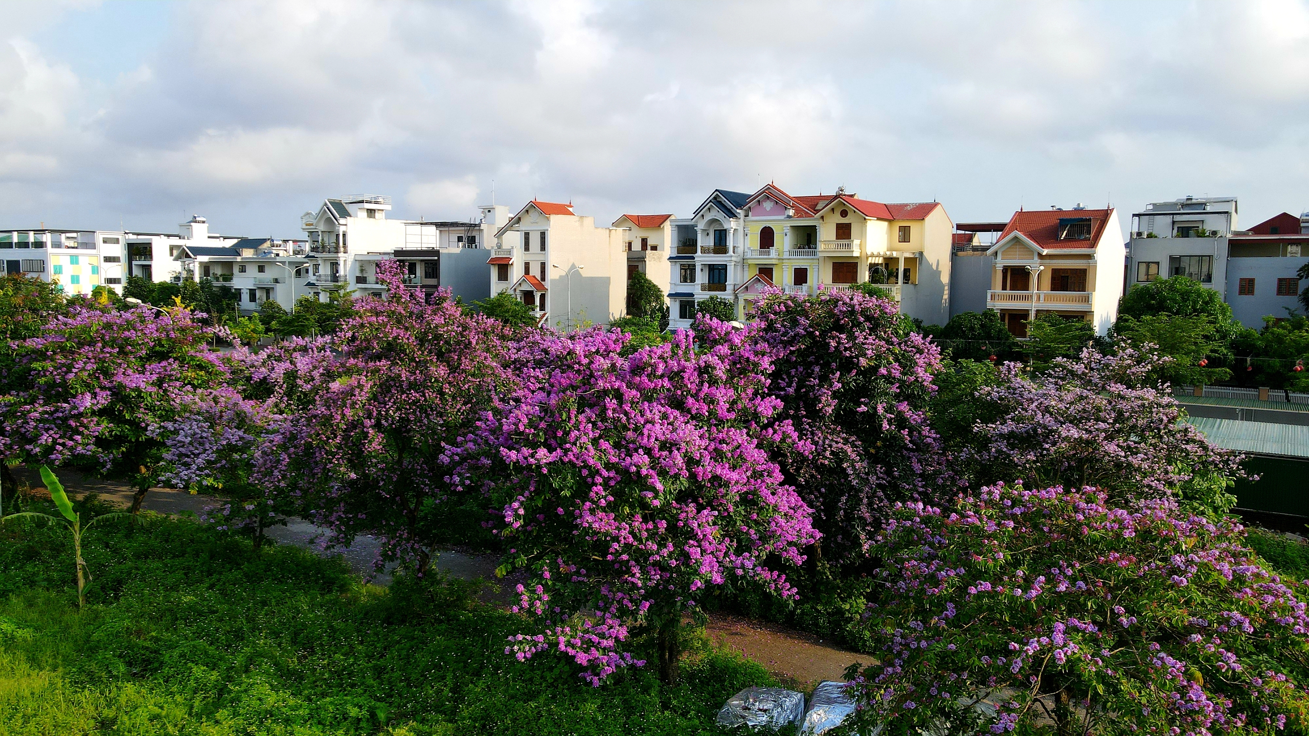 Nhiều khu đô thị mới ở Hải Phòng khi hình thành, cây bằng lăng được chọn là một trong những cây ưu tiên trồng làm cây xanh bóng mát đang đồng loạt trổ hoa. Trong ảnh: Bằng lăng phủ tím khu đô thị mới Đằng Hải (Q.Hải An)