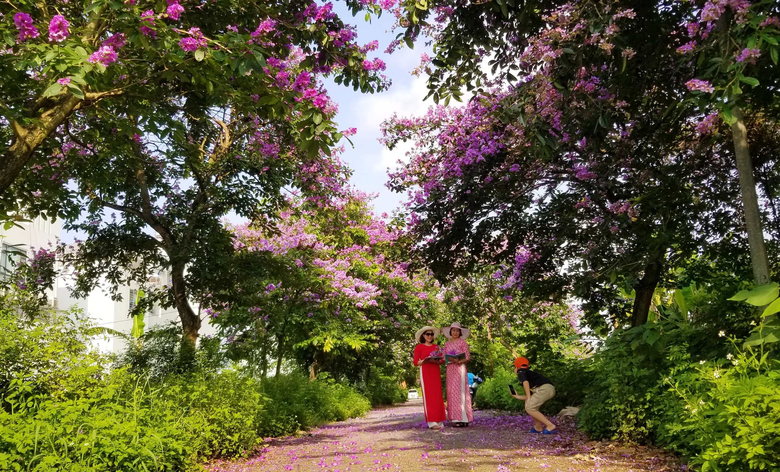 Khu đô thị Vườn Hồng (P.Đằng Hải, Q.Hải An) đang trở thành điểm đến của nhiều người dân yêu thích sắc tím bằng lăng bởi khung cảnh ở đây thanh bình, mát mẻ và đẹp như một khu rừng hoa