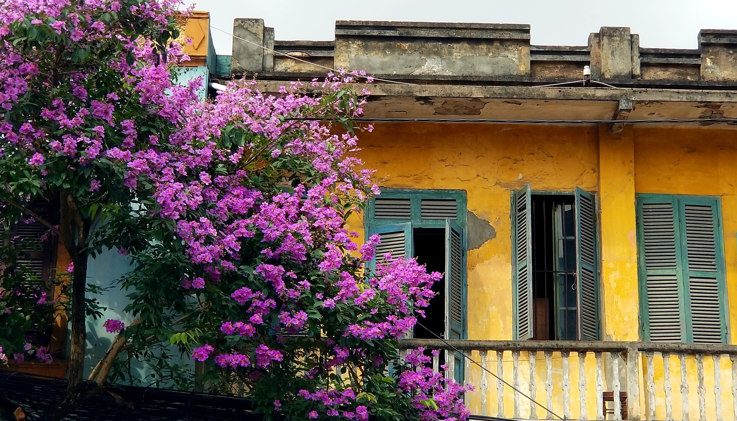 Hoa bằng lăng tím biếc bên ban công một ngôi nhà được xây dựng từ thời Pháp thuộc trên phố Cầu Đất, Q.Ngô Quyền