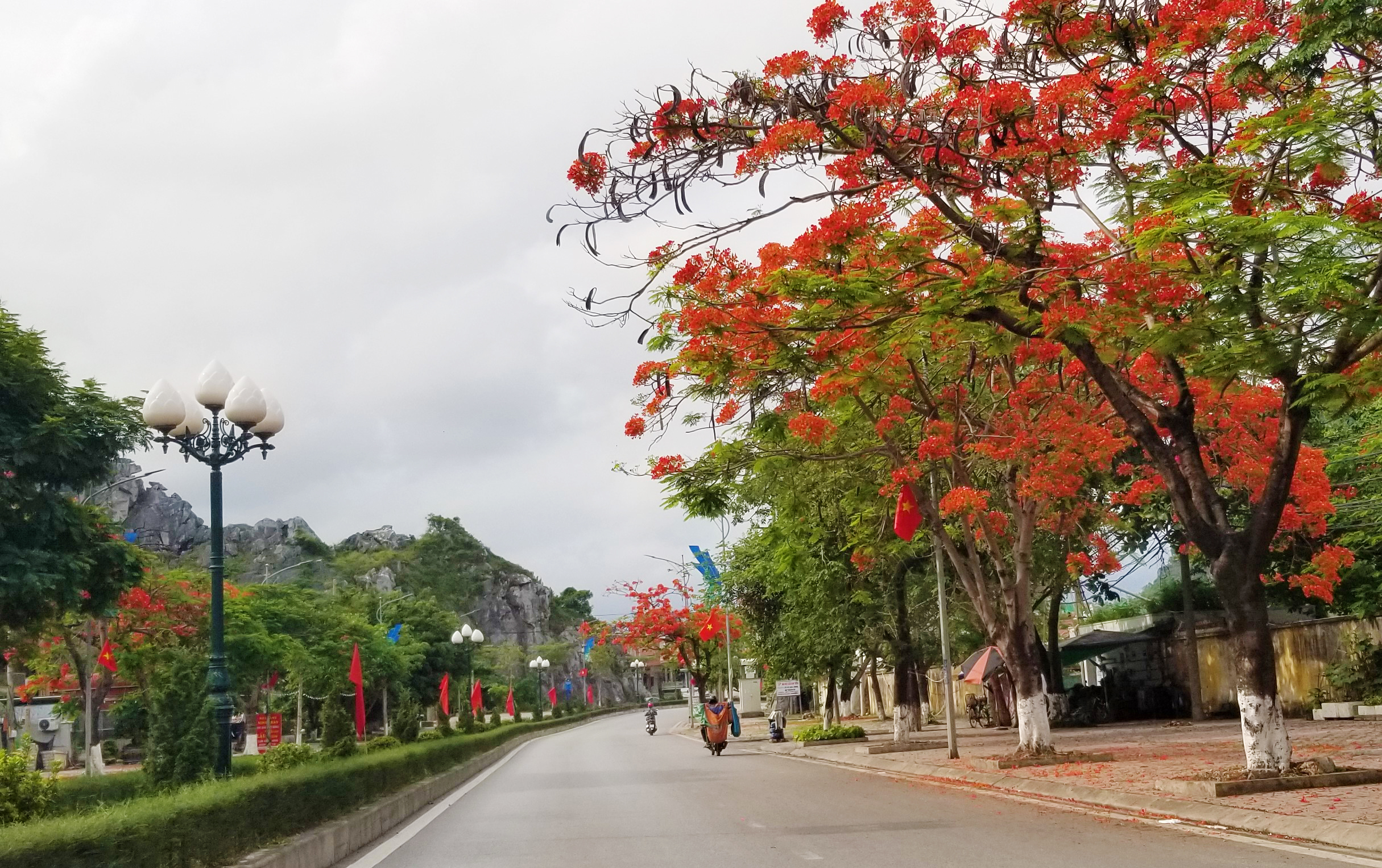 Con đường nối từ QL10 cũ dẫn vào Khu di tích Bạch Đằng Giang (TT.Minh Đức, H.Thủy Nguyên), 2 hàng phượng vĩ bắt đầu đua nở