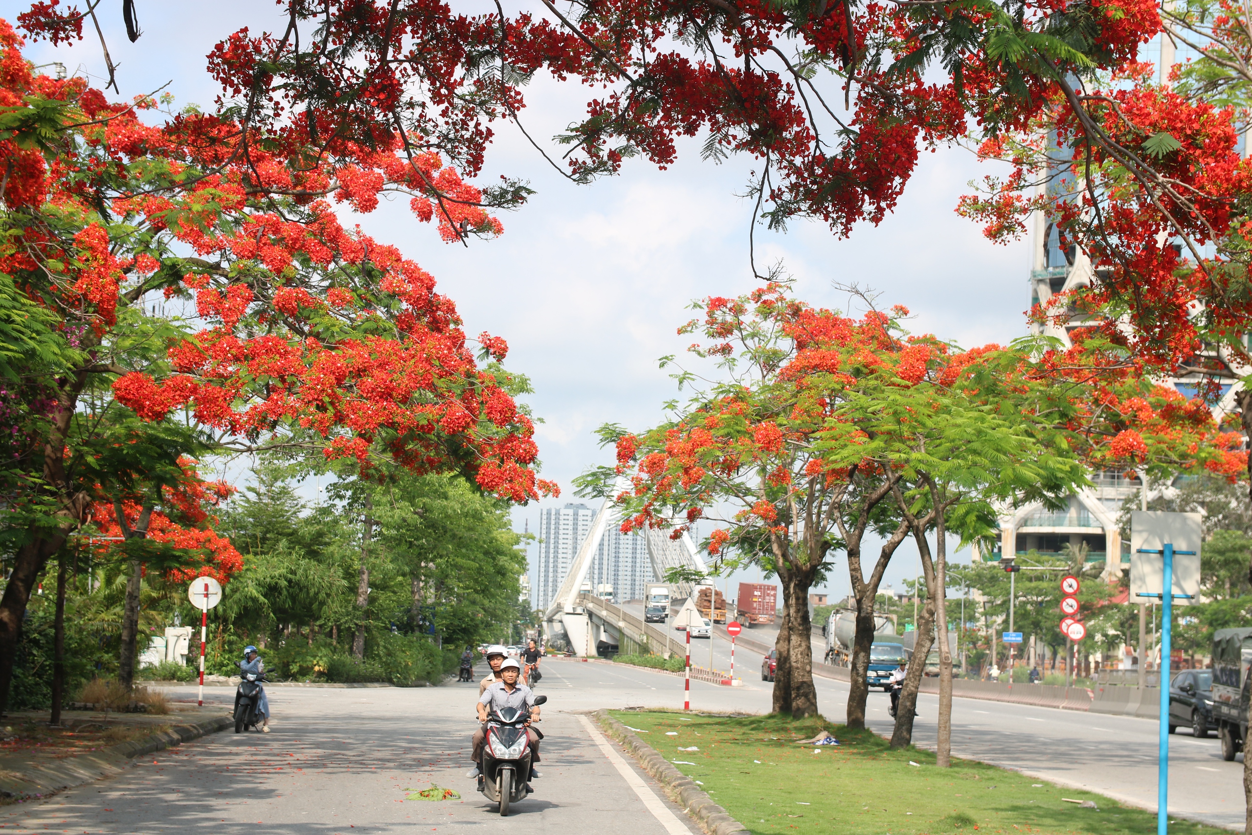 Hoa phượng nở đỏ rực tại khu vực nút giao thông ngã tư Nguyễn Bỉnh Khiêm - Lê Hồng Phong (Q.Hải An, Hải Phòng)