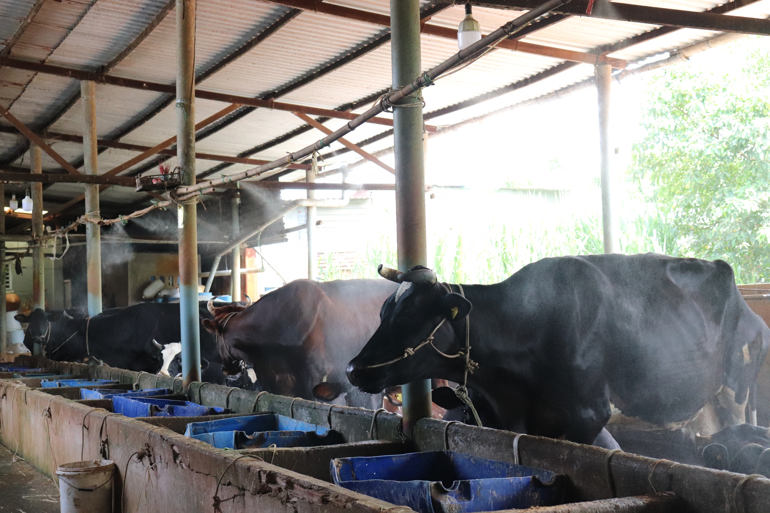 Chuồng trại được trang bị máy phun sương làm mát cho bò sữa khi trời nắng nóng.