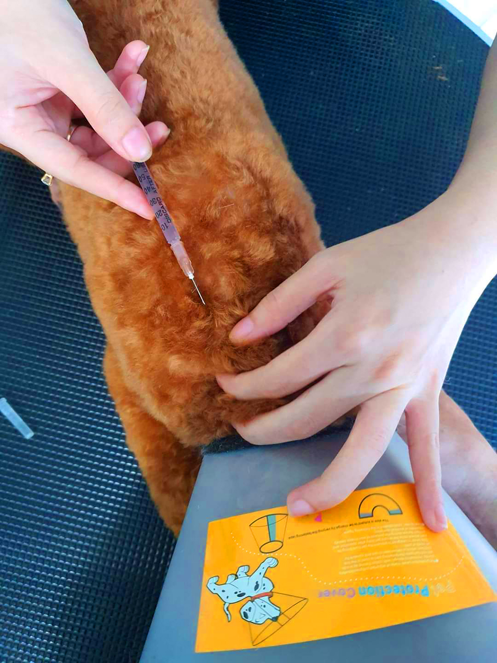 Một huyện của Hà Nội ghi nhận 3 ổ dịch bệnh dại- Ảnh 1. Cần tiêm phòng đầy đủ cho vật nuôi và nhắc lại định kỳ