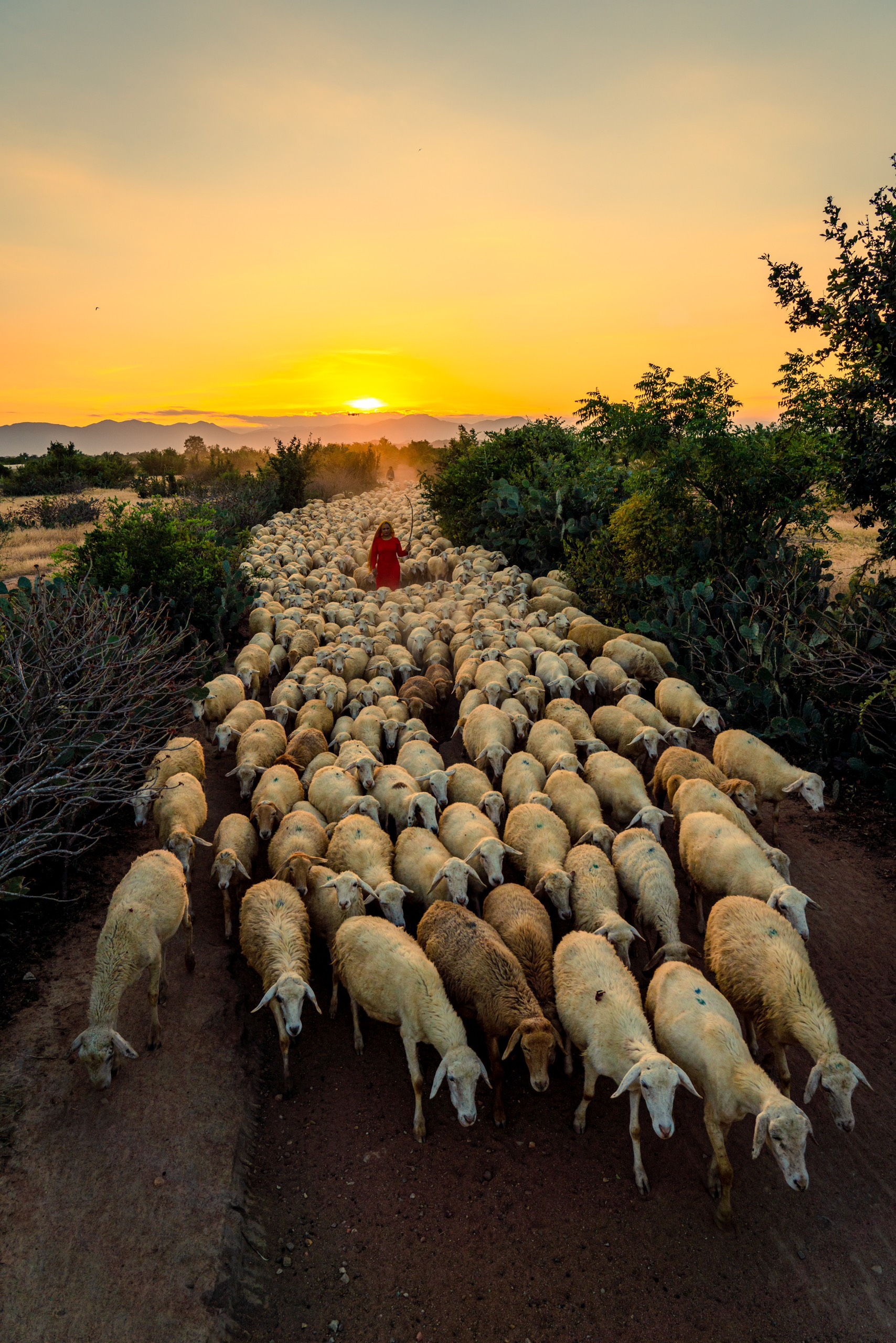 Chiều trên cánh đồng cừu