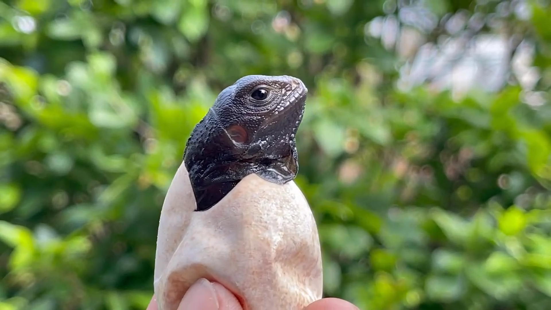 Rủi ro pháp lý khi nuôi rồng Nam Mỹ Iguana - Kỳ 2: Lời khuyên của luật sư