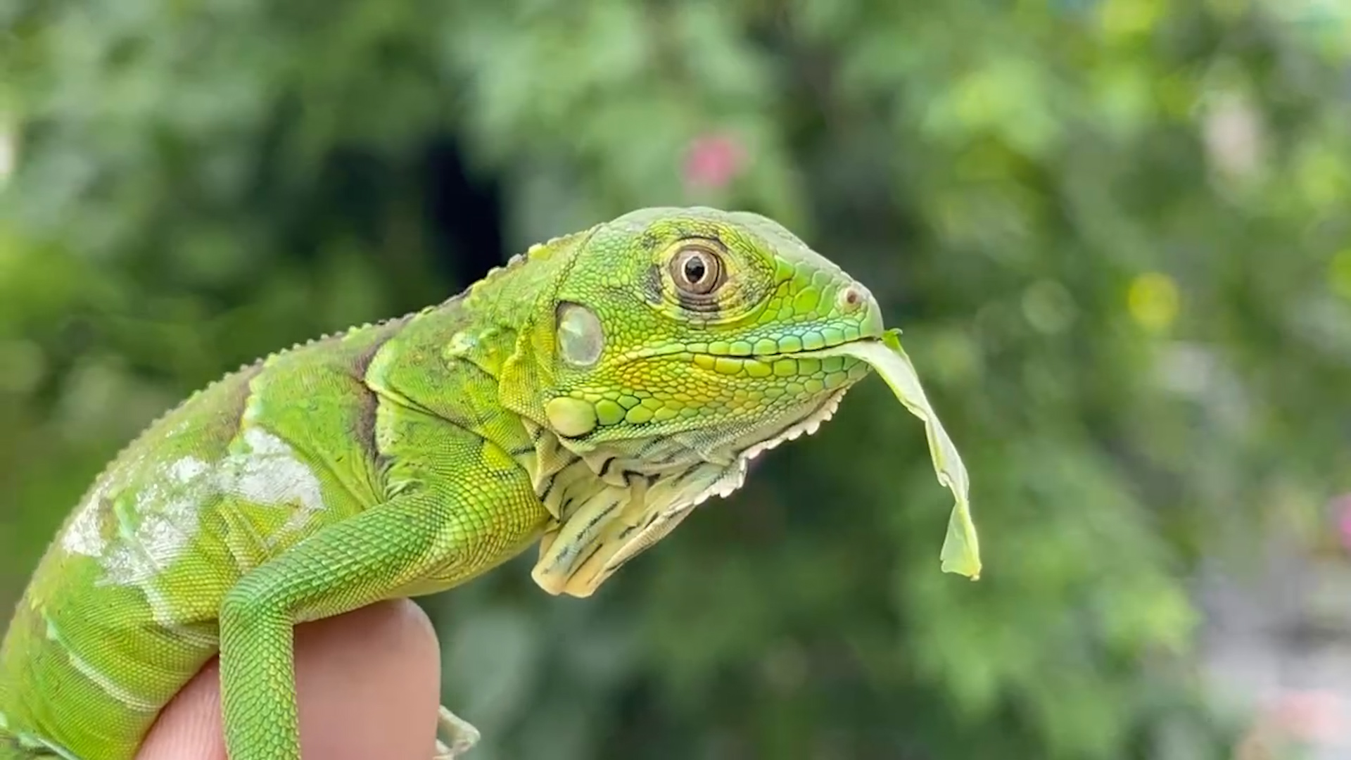 Rủi ro pháp lý khi nuôi rồng Nam Mỹ Iguana - Kỳ 2: Lời khuyên của luật sư