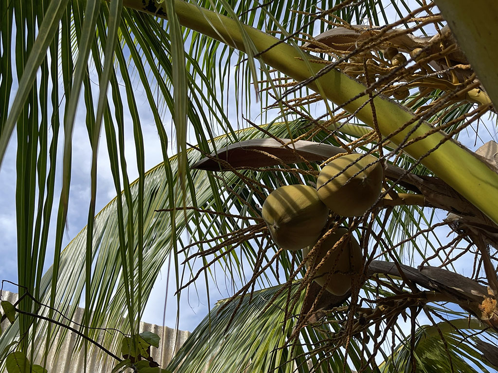 Những cây dừa là tình cảm từ đất liền gửi ra các điểm đảo ở Trường Sa đã được cán bộ, chiến sĩ vun trồng và giờ đây quả ngọt đã hiện hữu