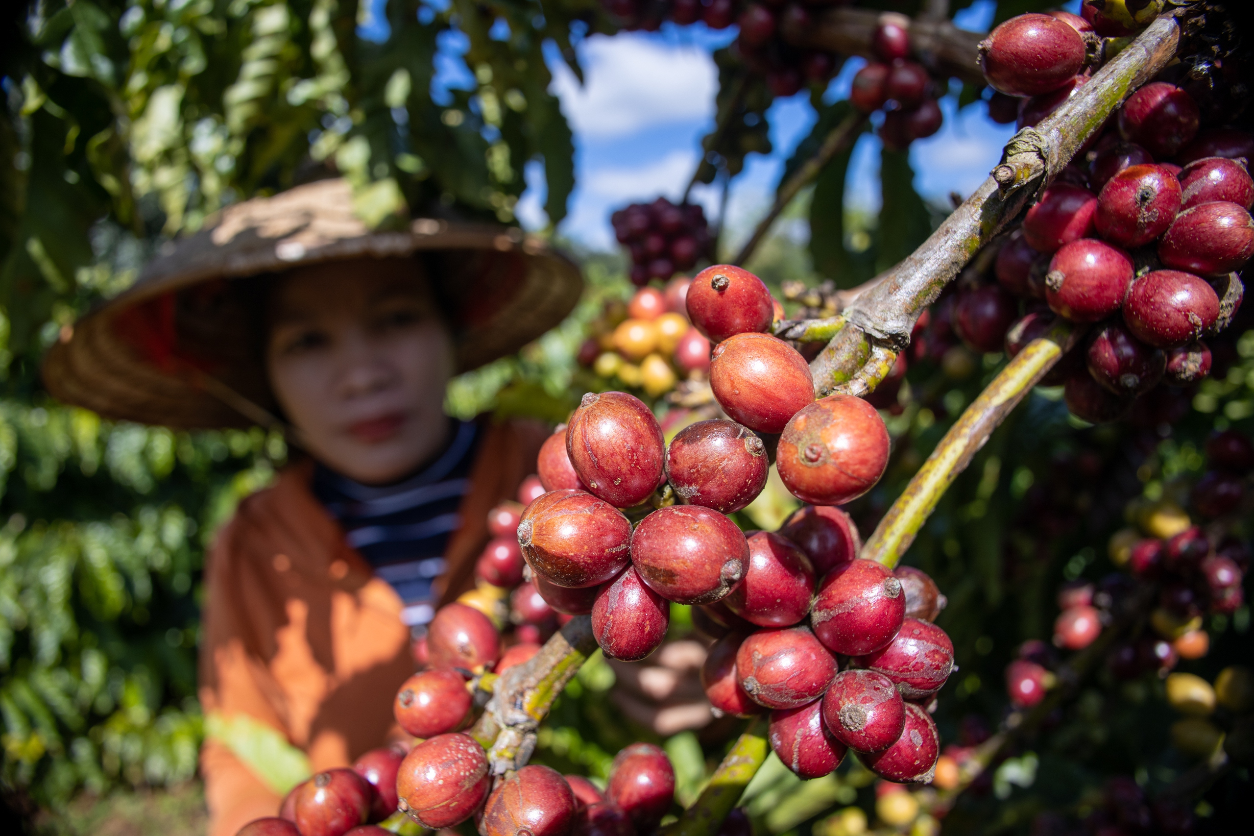 Giá cà phê robusta bất ngờ giảm nhiệt- Ảnh 1.